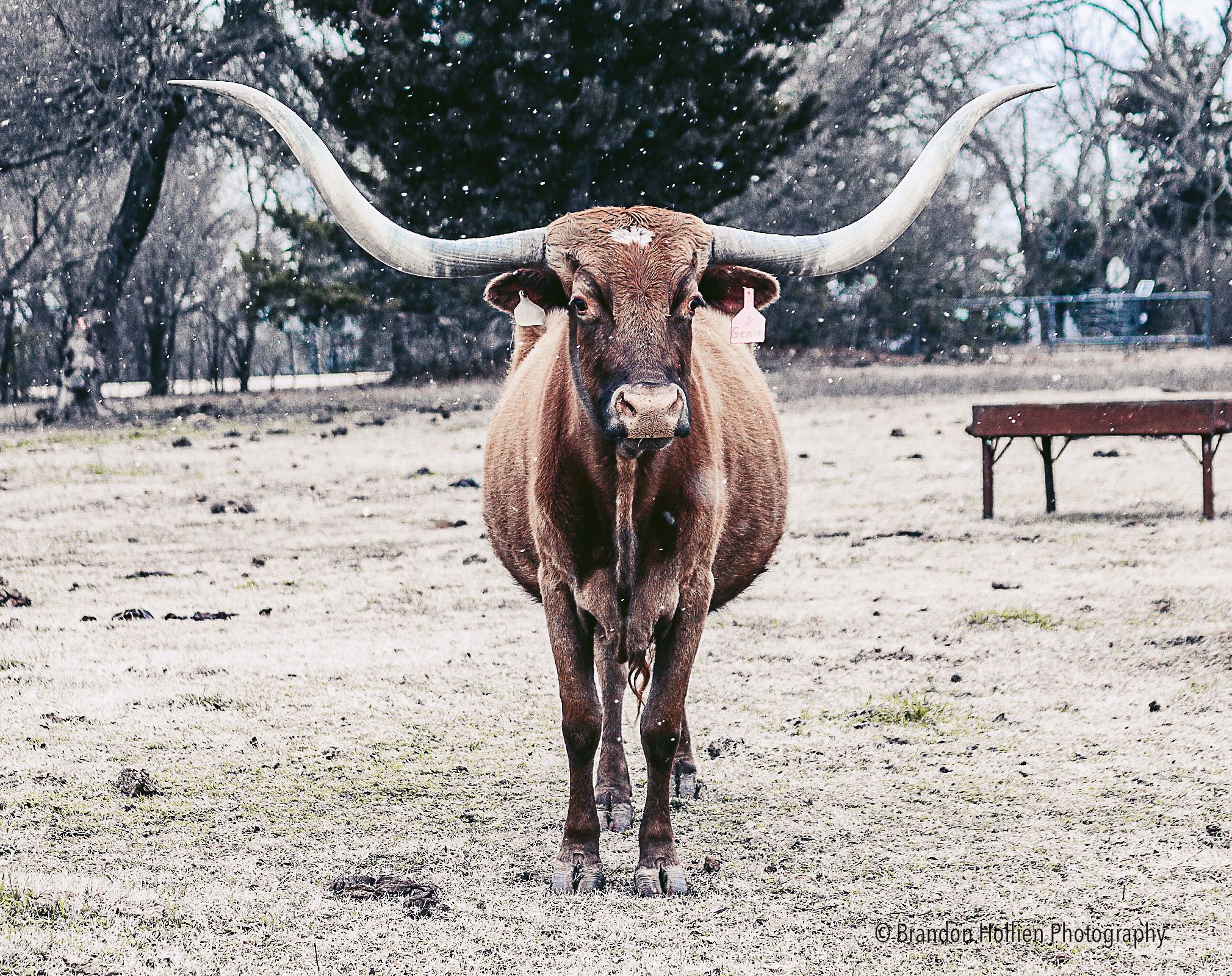 Totally Texas Snow Photo