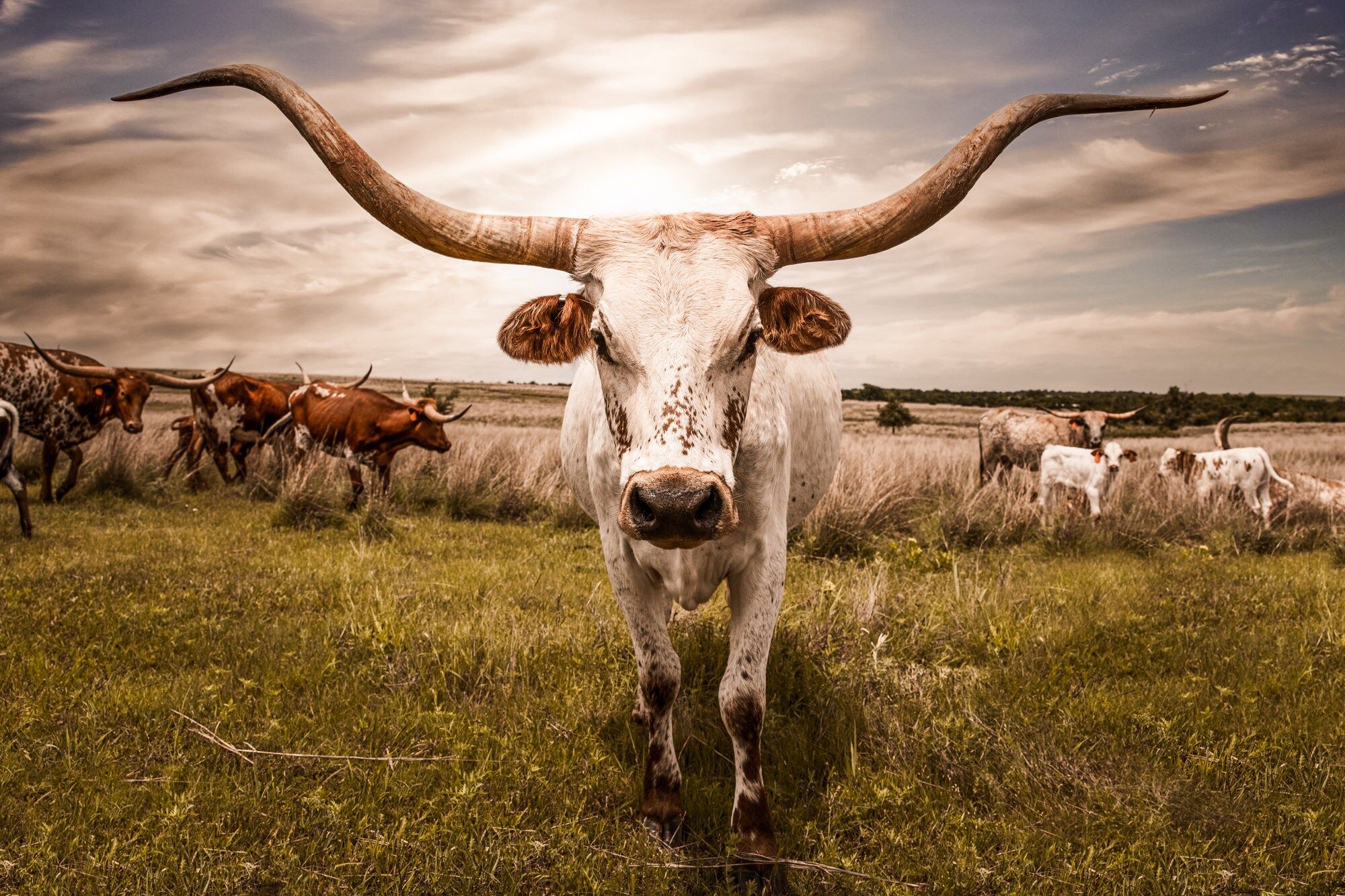 Longhorn cattle in a field in the Texas countryside - Longhorn
