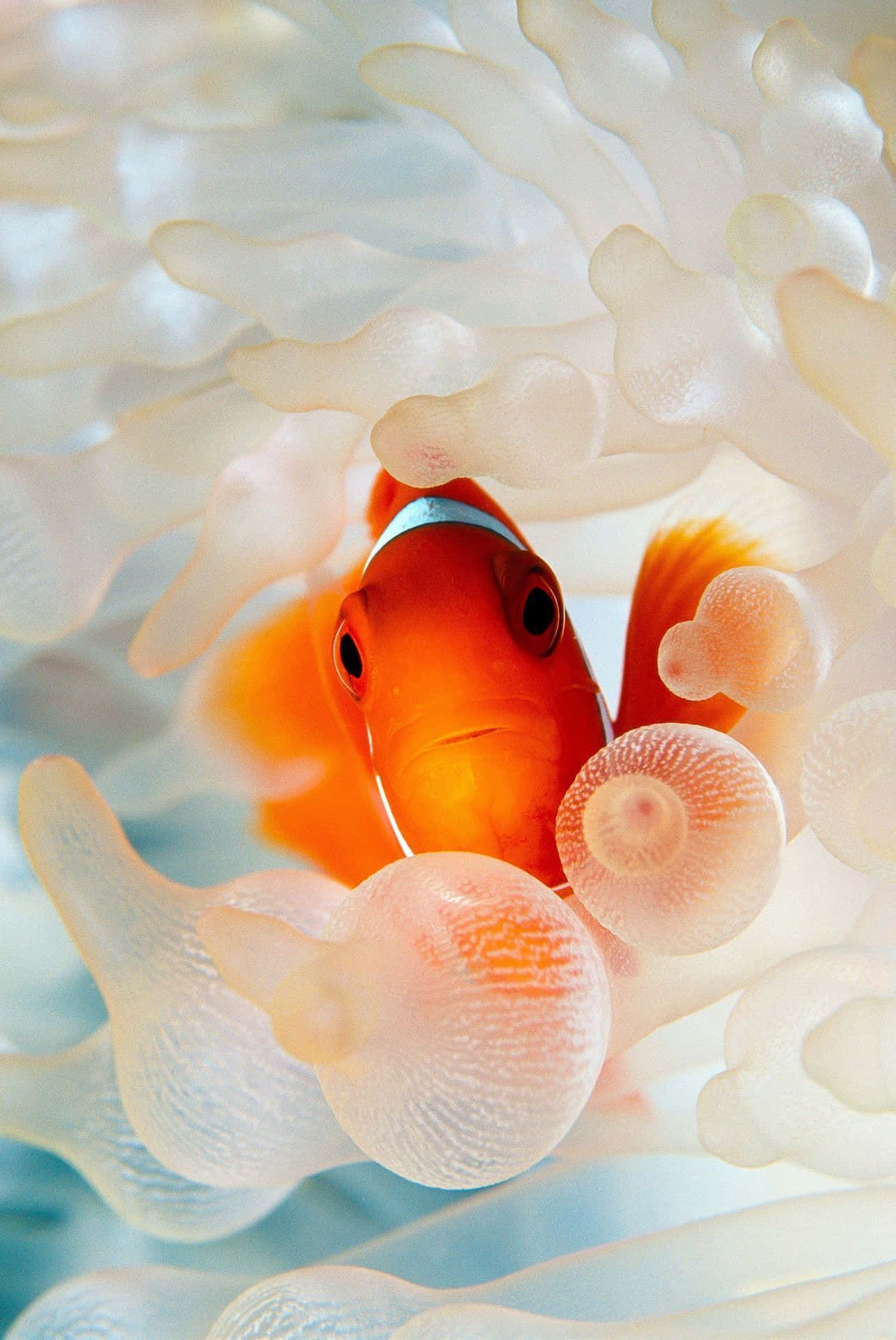 A clownfish in an anemone. - Fish