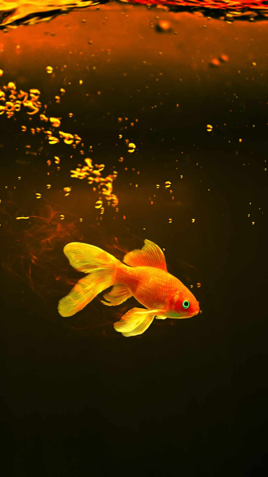 A goldfish swimming in a tank - Fish