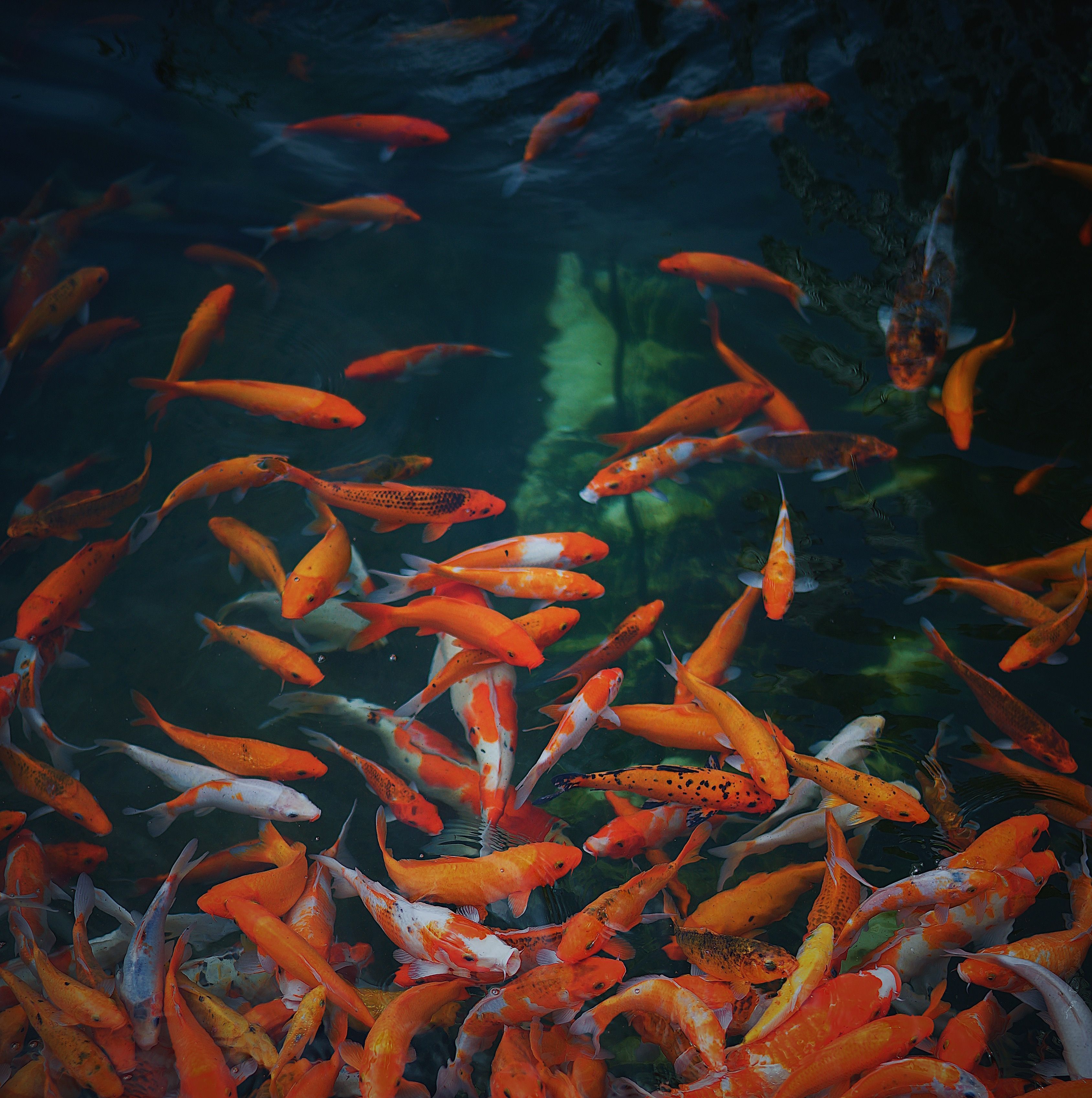 A school of orange and white koi fish swimming in a pond - Fish