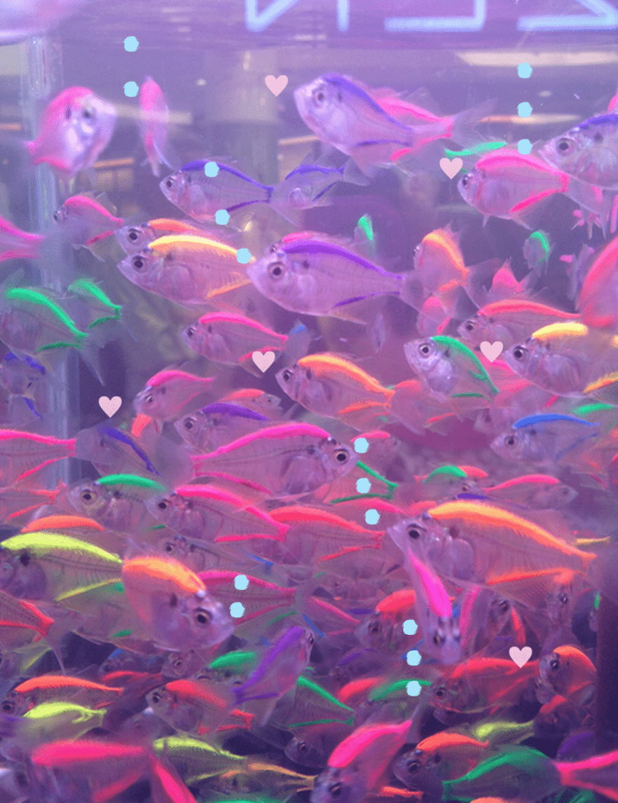 Neon Fish Wallpaper