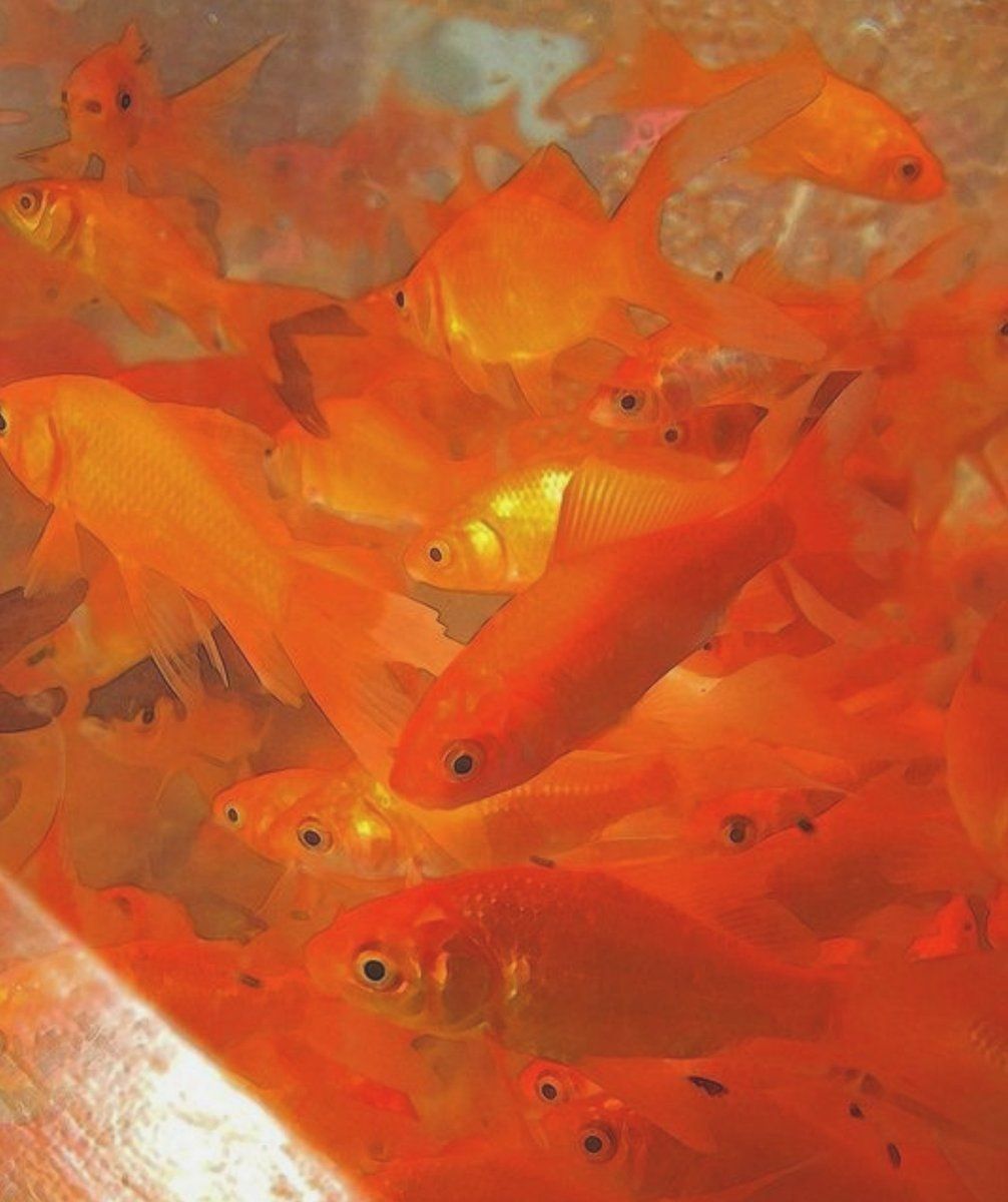 A large group of orange fish swimming in a tank. - Fish