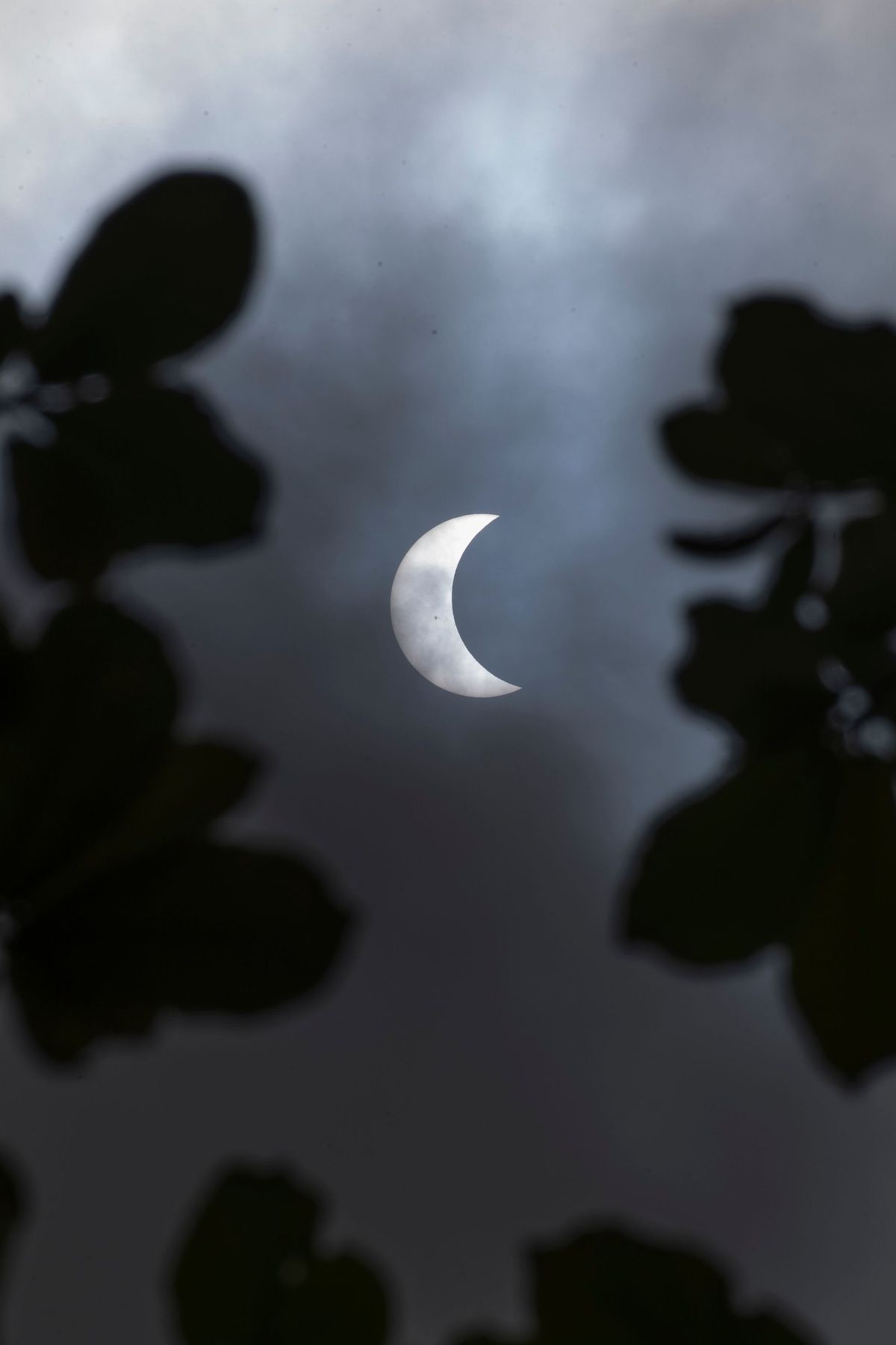 A crescent moon is seen through leaves in this photo. - Eclipse