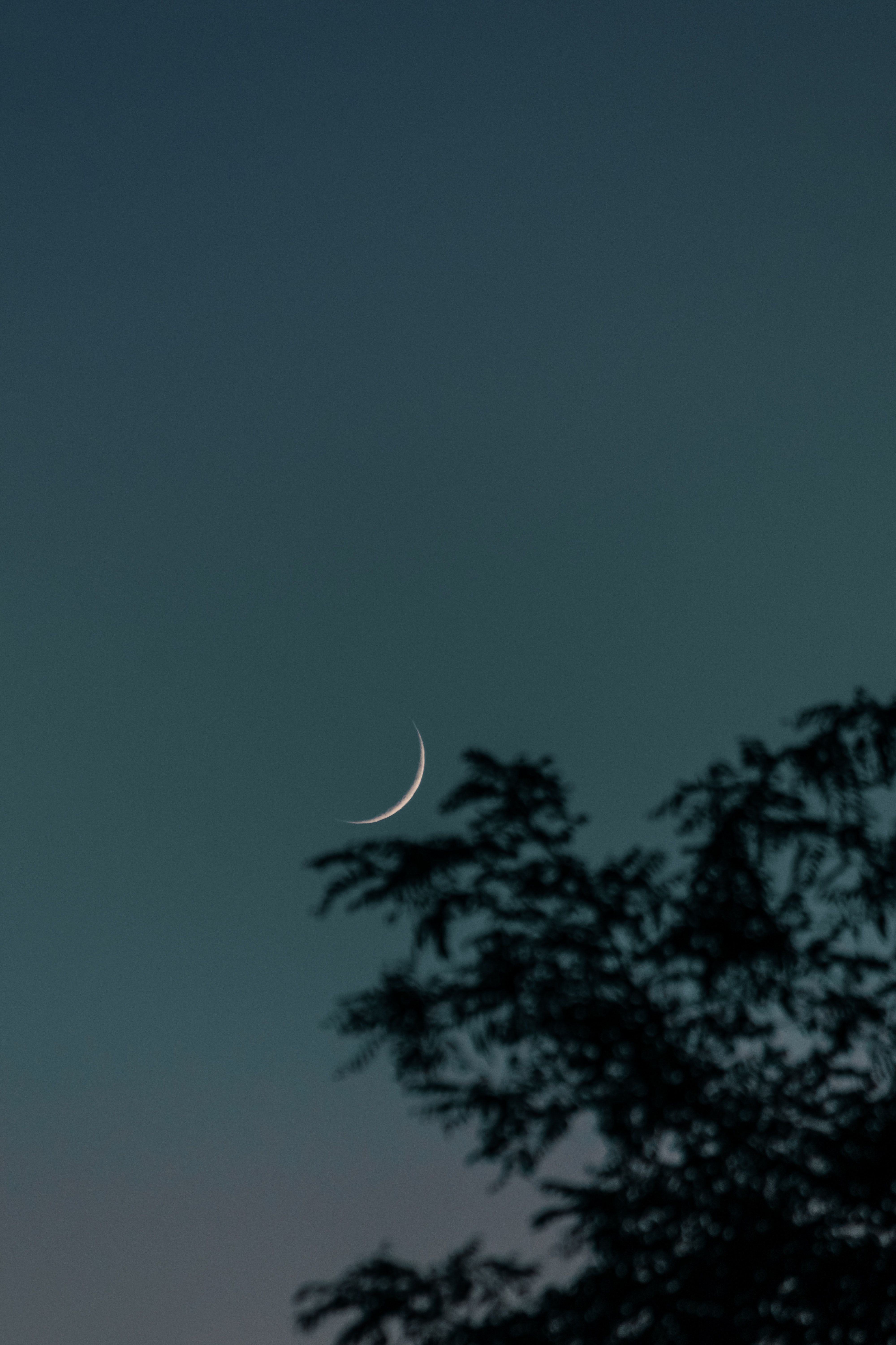 A crescent moon in a dark blue sky, with a tree in the foreground. - Eclipse