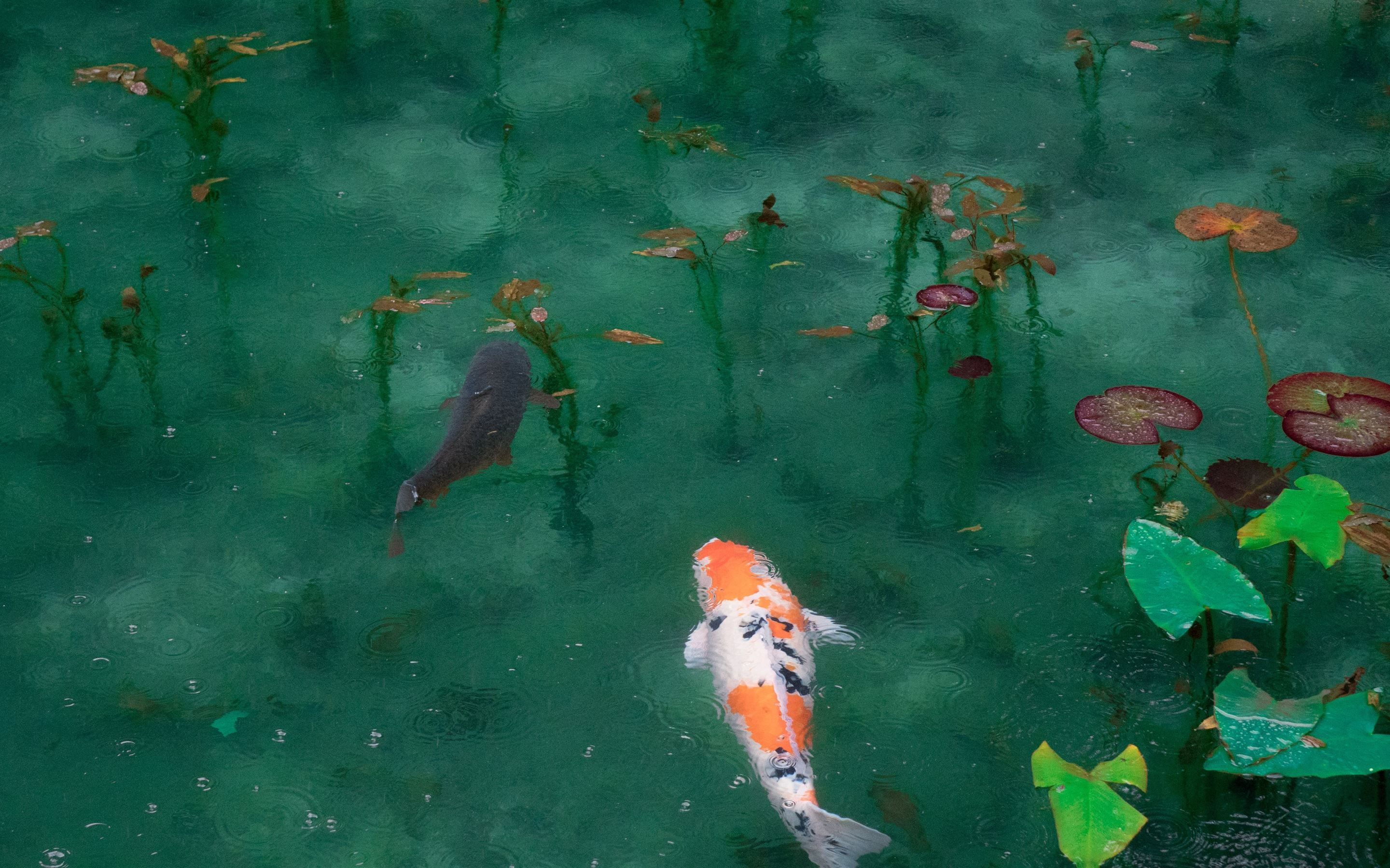 photo of two black white and orange koi fish iMac Wallpaper Download