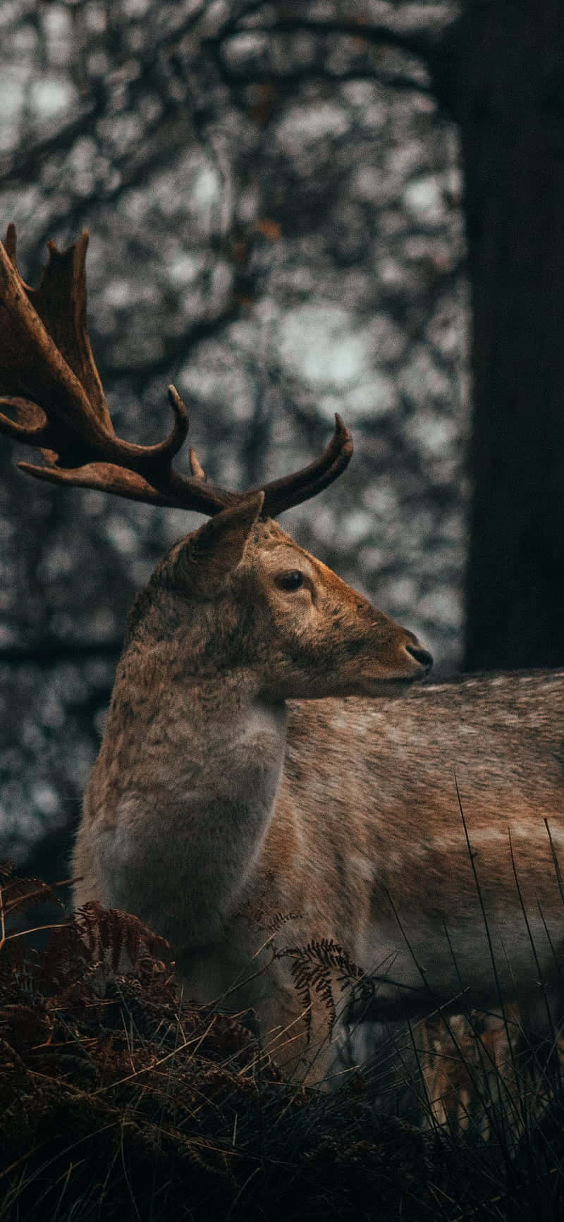 Download A Deer Is Standing In The Woods With Its Antlers Wallpaper
