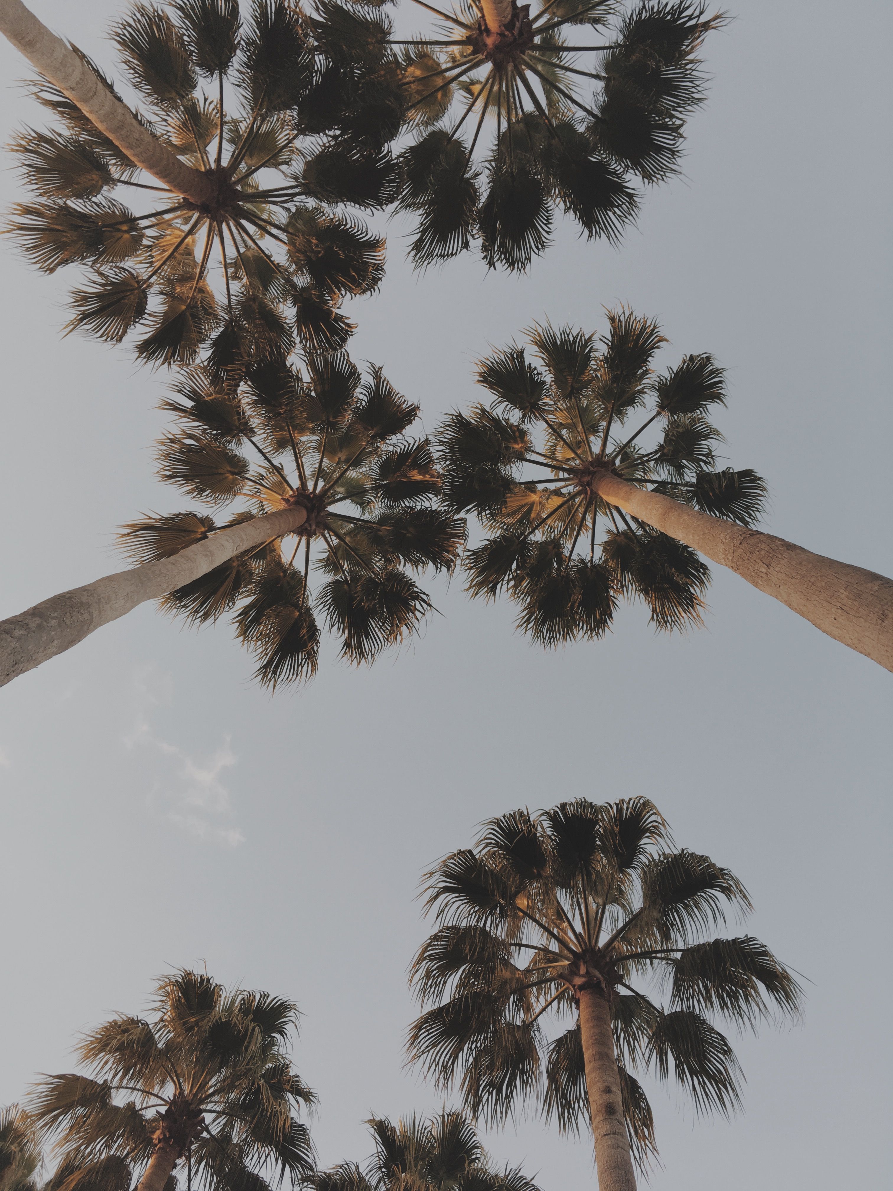 A view of palm trees from the ground looking up at the sky. - Florida