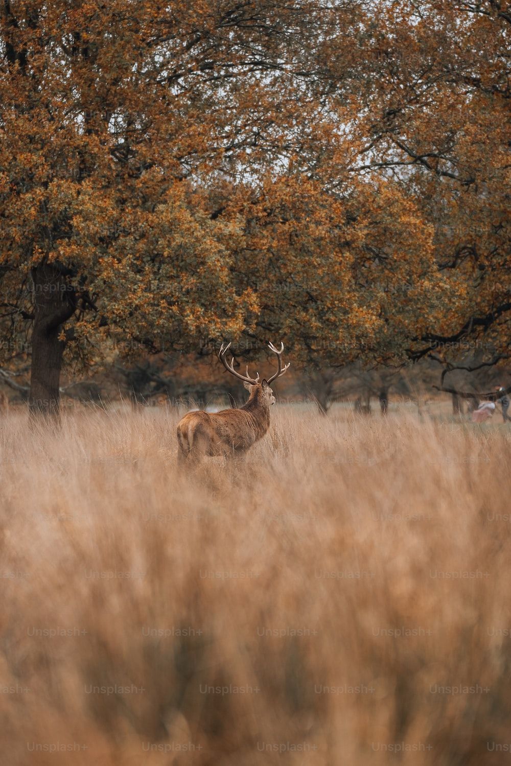 Deers In Nature Picture. Download Free Image