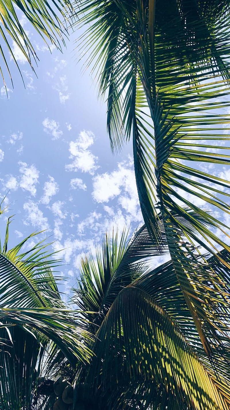 A blue sky with white clouds and palm trees. - Florida