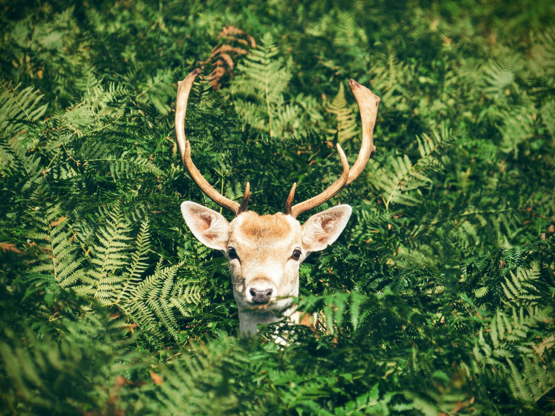 A deer with antlers peeks out from a green forest of ferns. - Deer