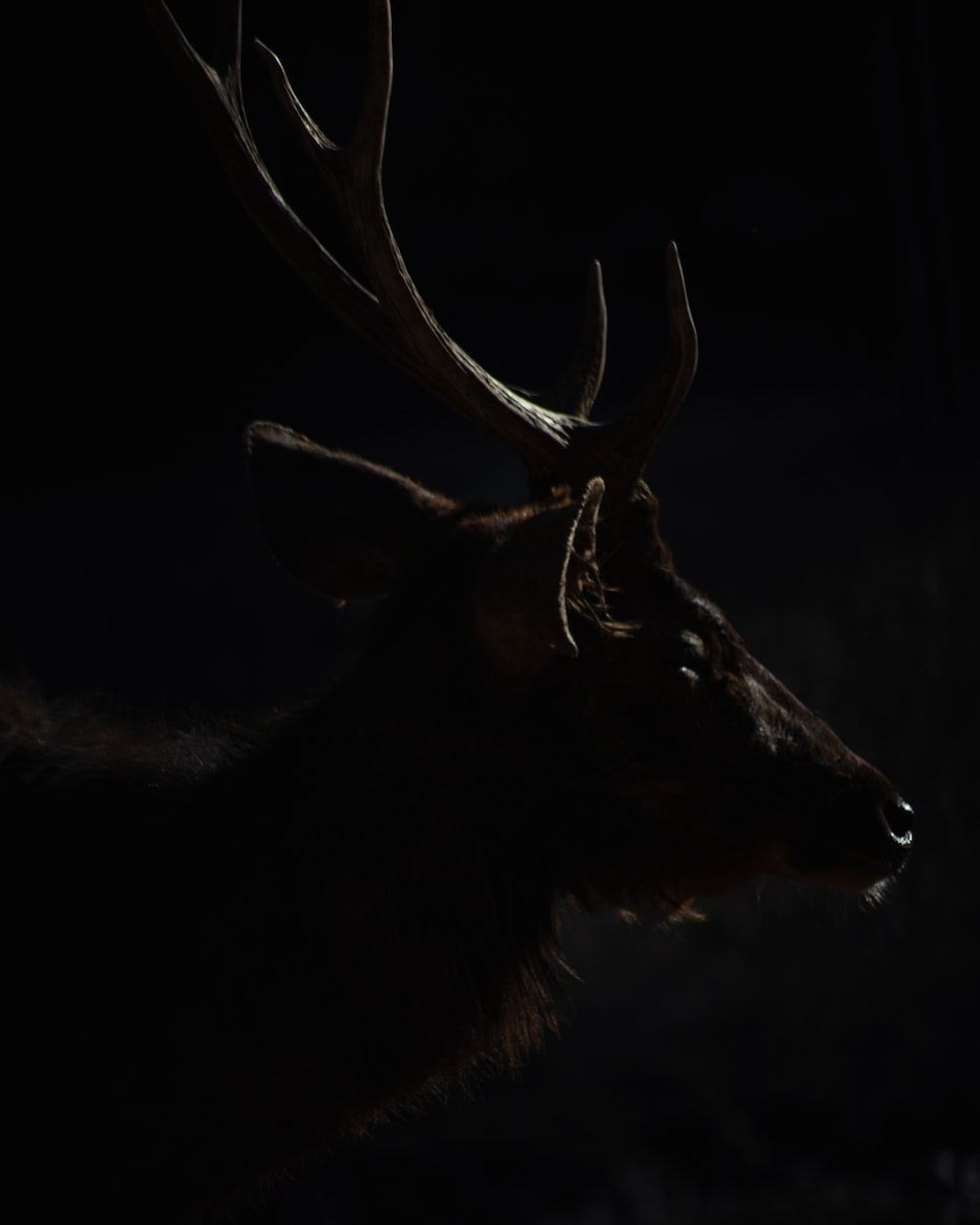 A deer with antlers in the dark. - Deer