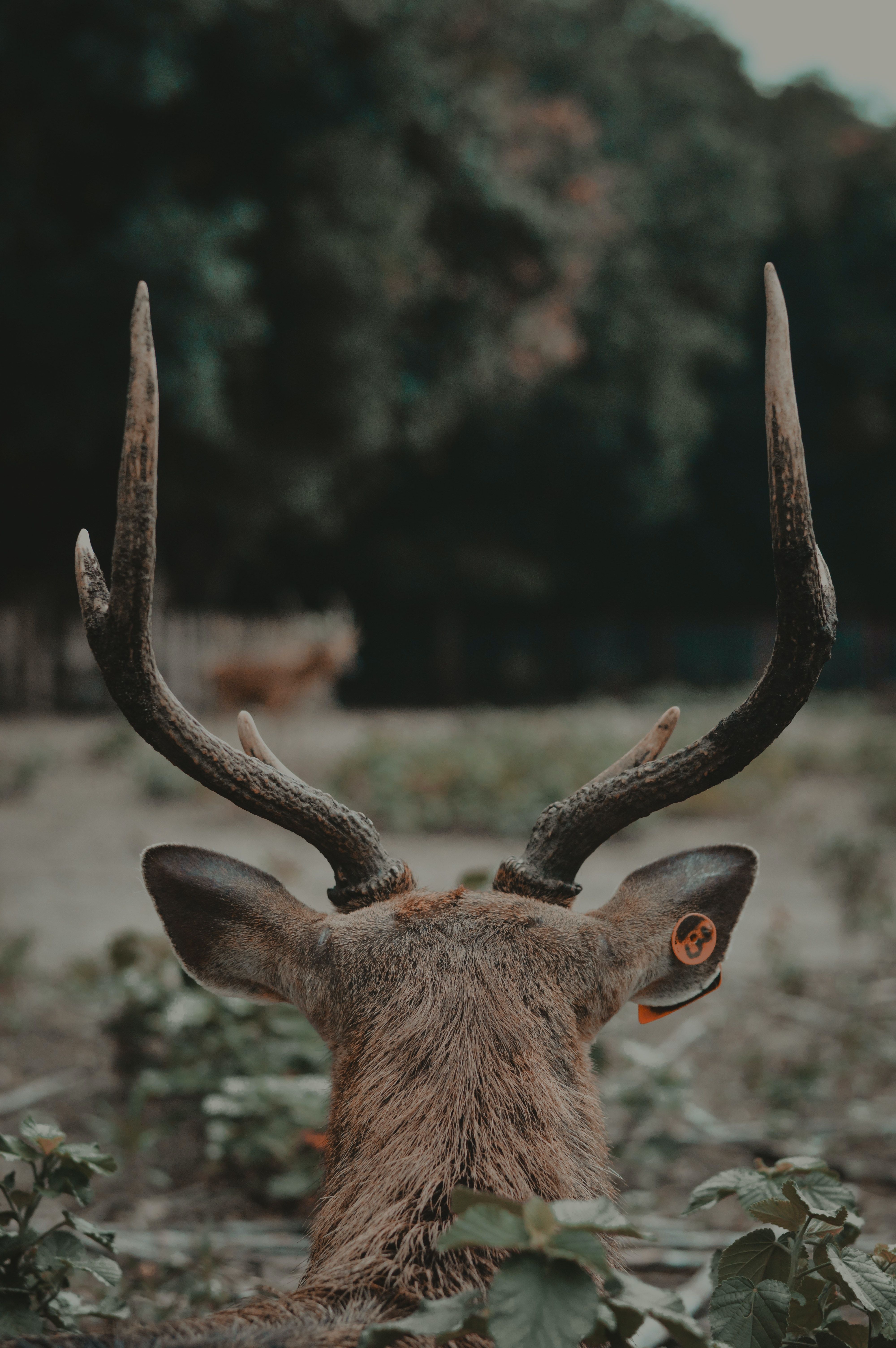 A deer with big antlers looks back at the camera. - Deer