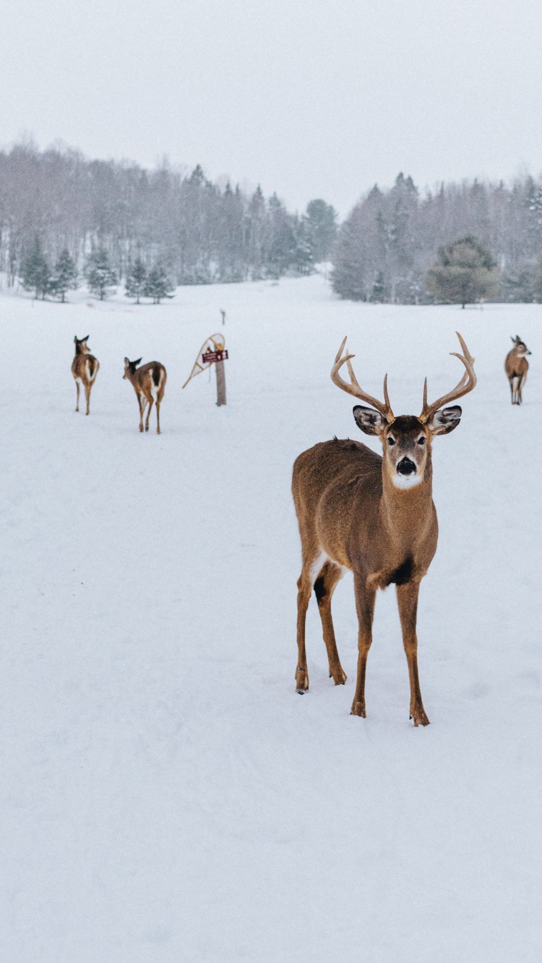 A herd of deer in the snow. - Deer