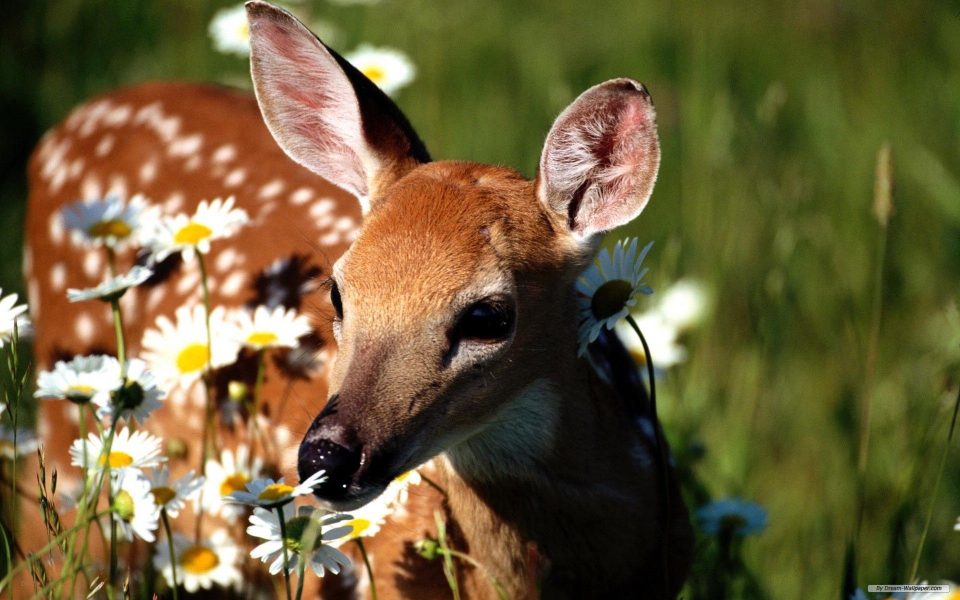 A fawn in the grass and flowers - Deer