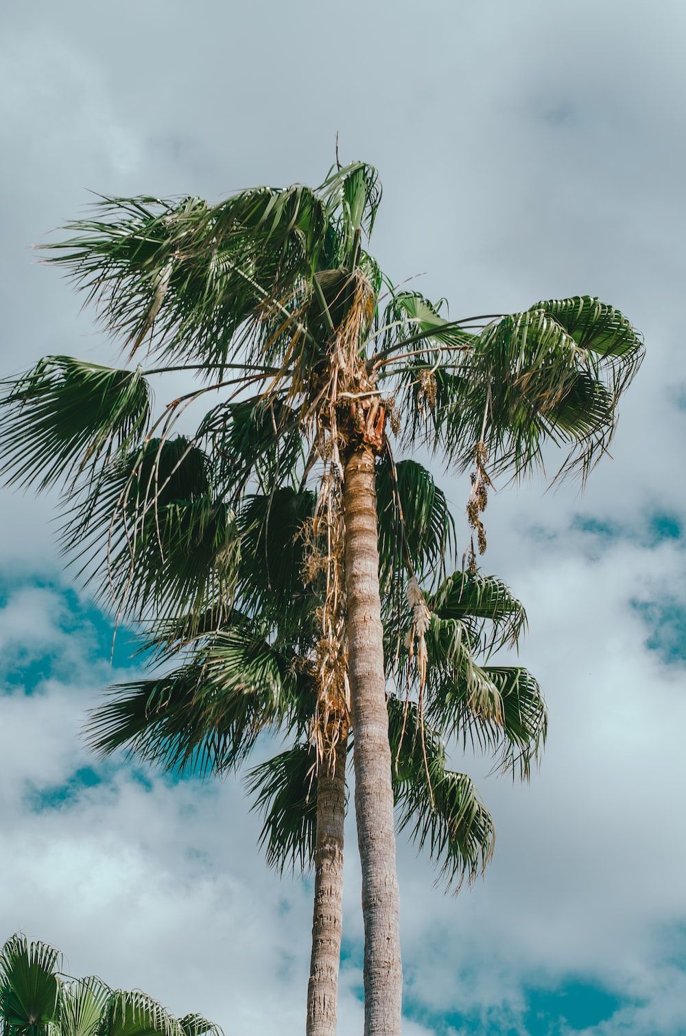 A palm tree swaying in the wind on a cloudy day. - Florida