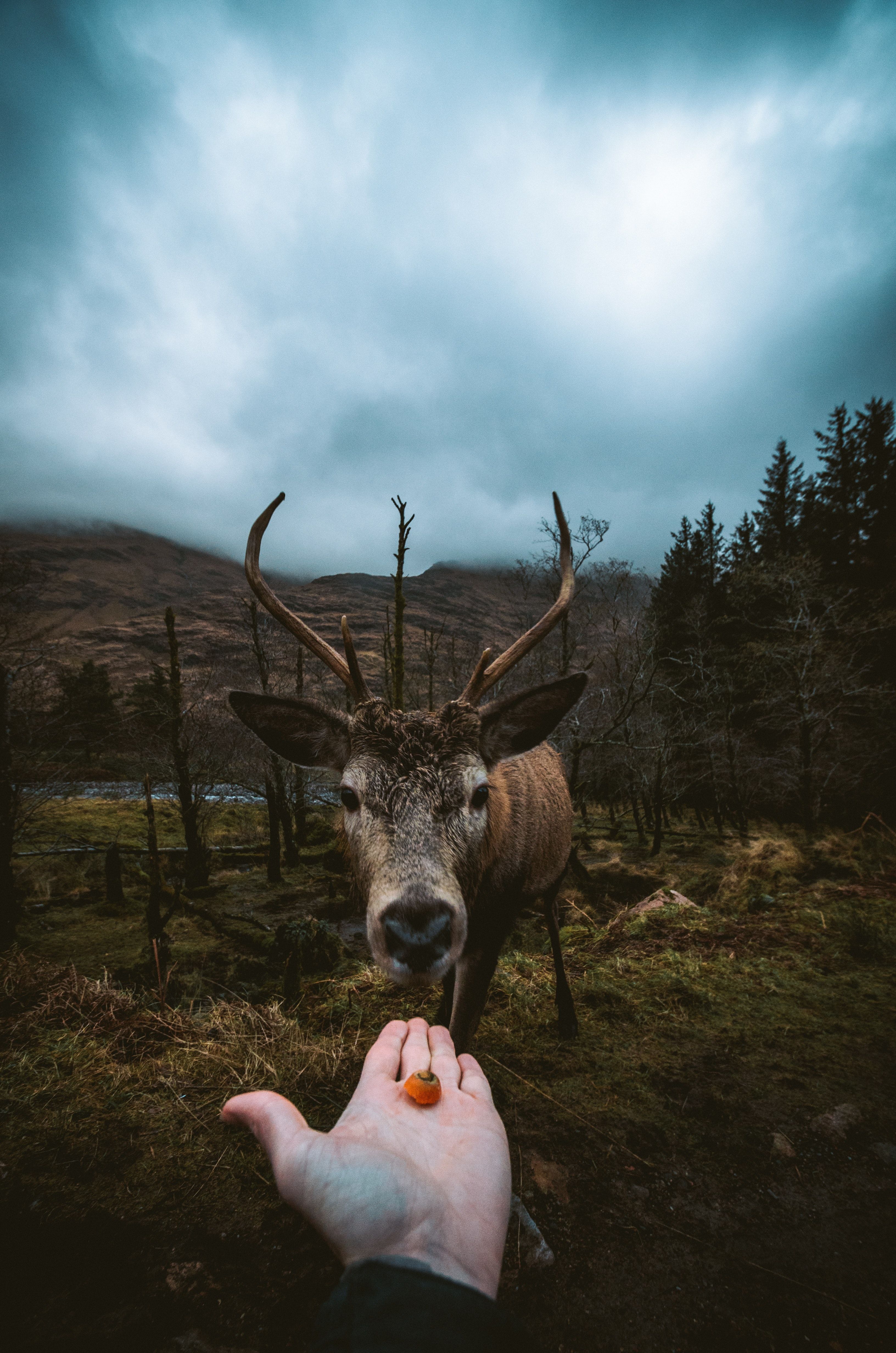 A hand holding out a piece of fruit to a deer in a forest. - Deer