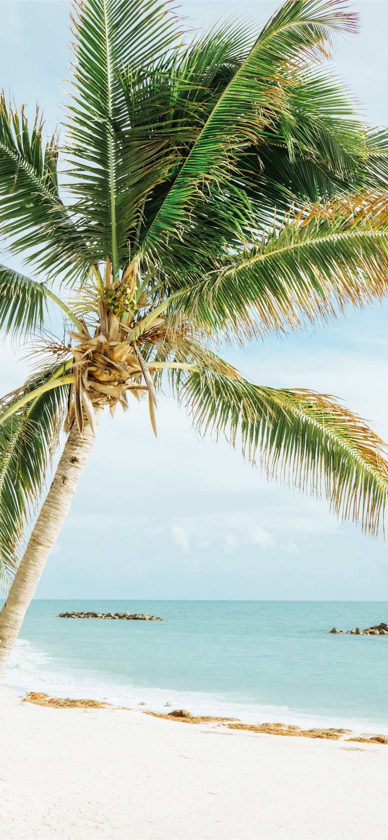 A palm tree leaning over a white sandy beach with the ocean in the background - Florida