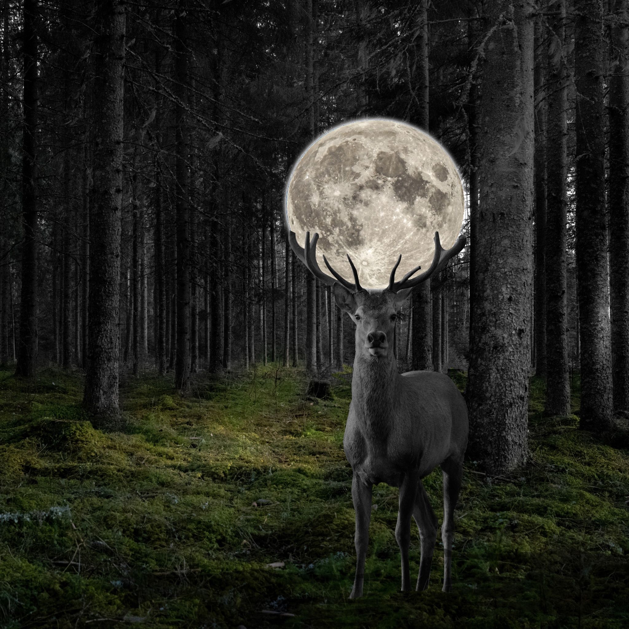 Deer Wallpaper 4K, Moon, Surreal, Forest, Monochrome