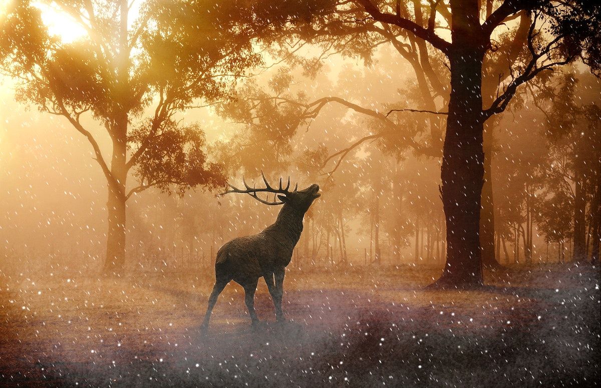 A deer in the forest during a snowfall. - Deer
