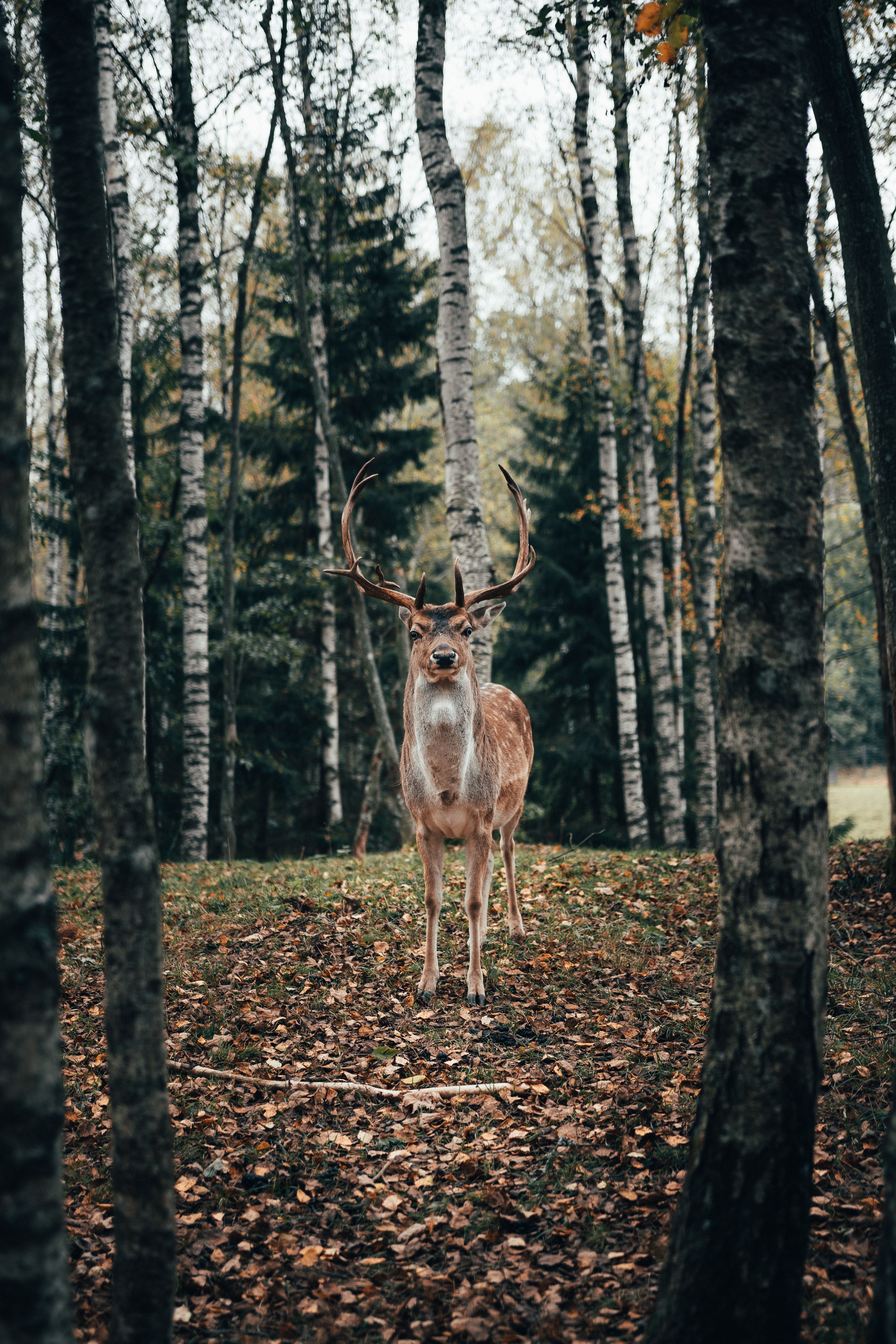 A deer with large antlers stands in the woods. - Deer