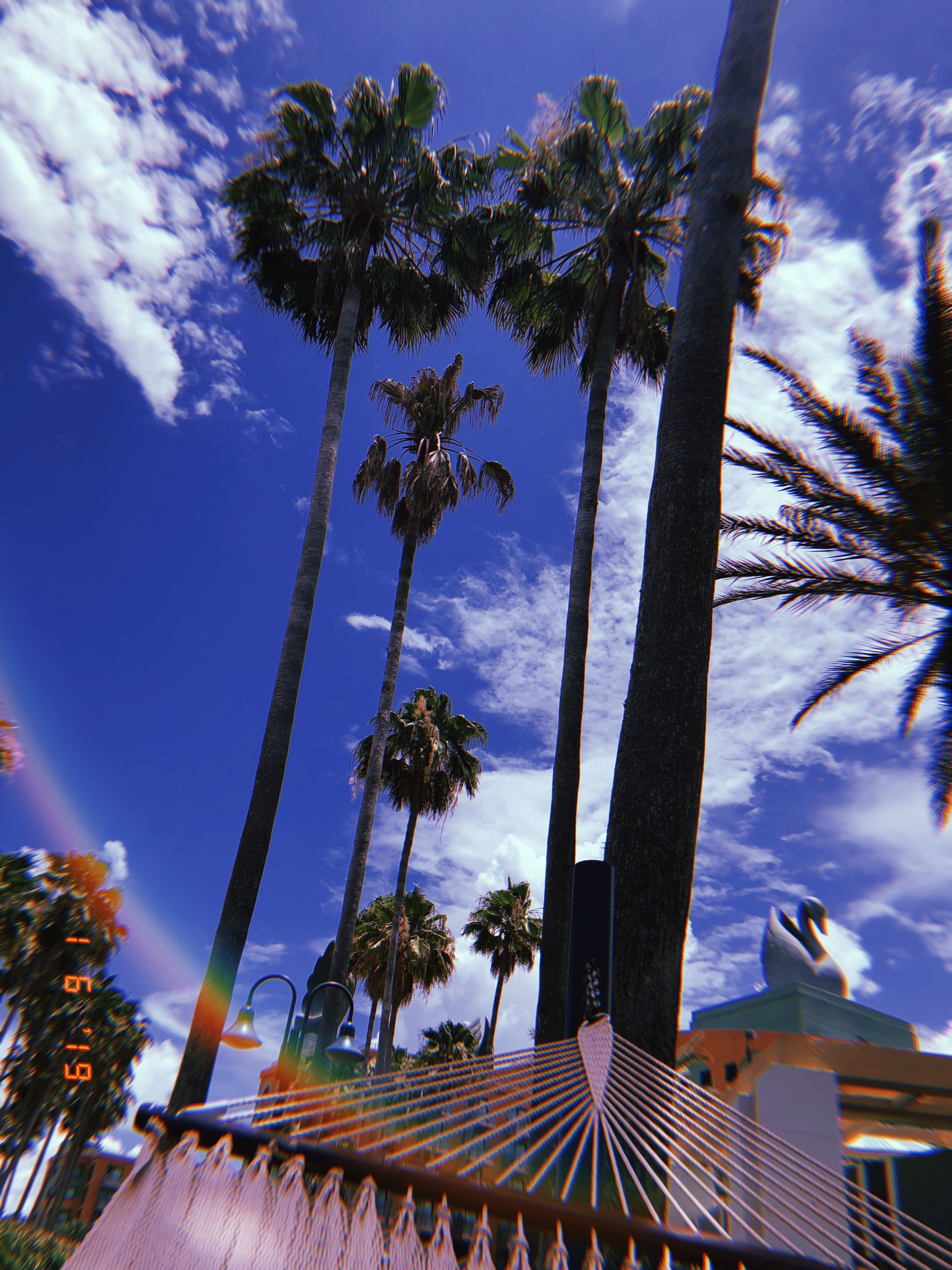 A colorful photo of palm trees and a blue sky. - Florida