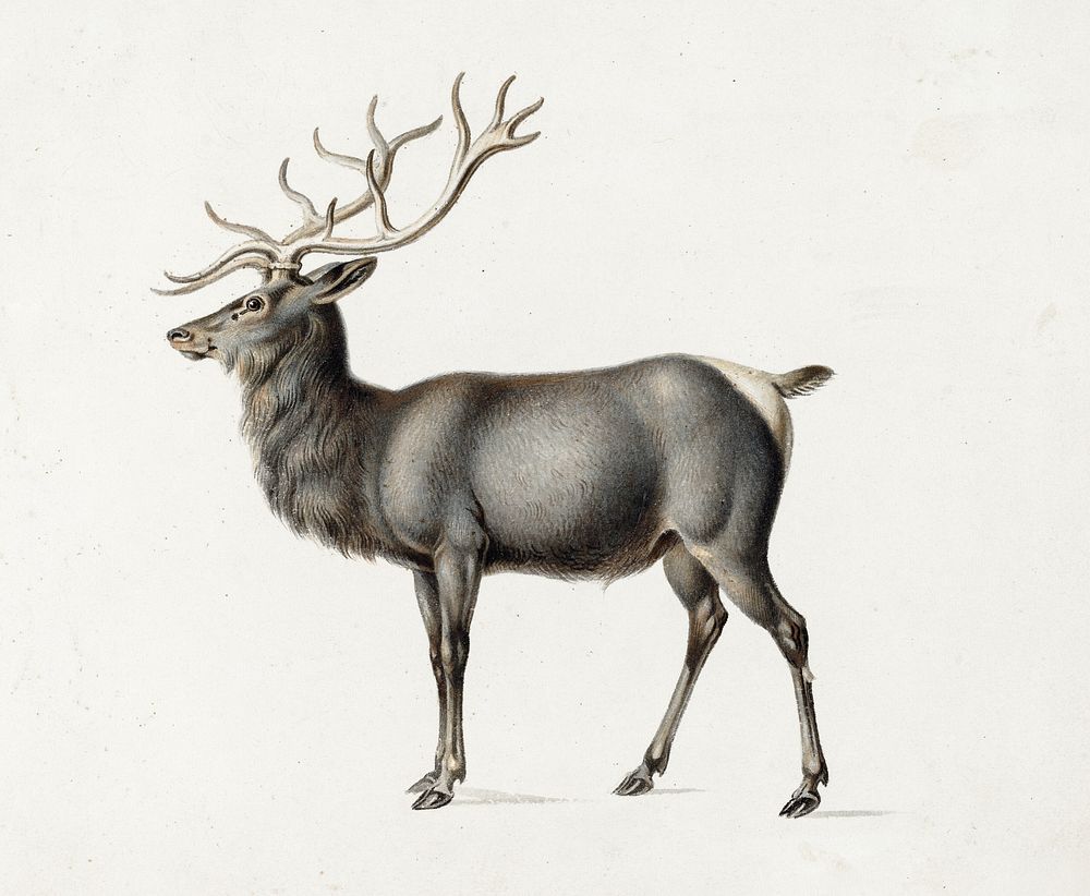 A deer with large antlers - Deer