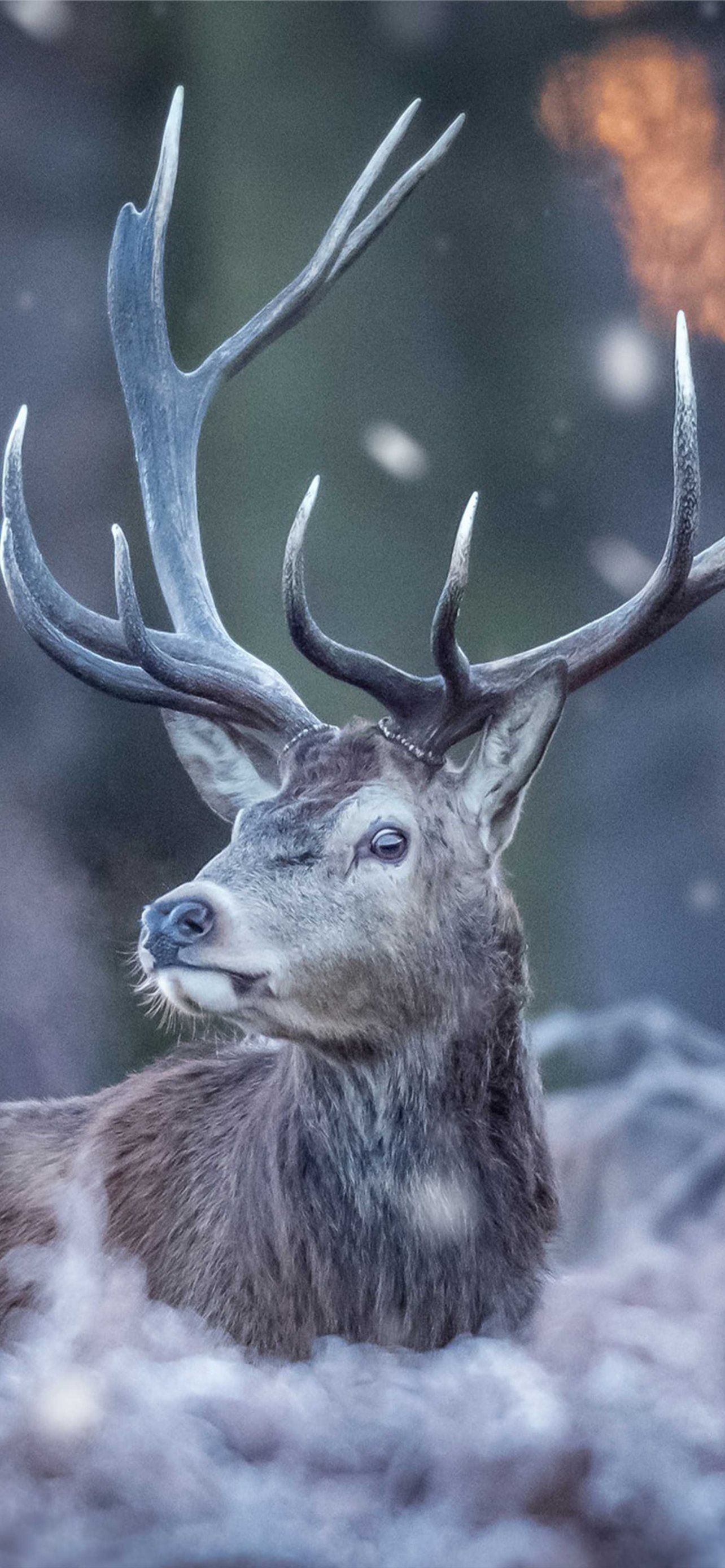 Update deer wallpaper HD latest
