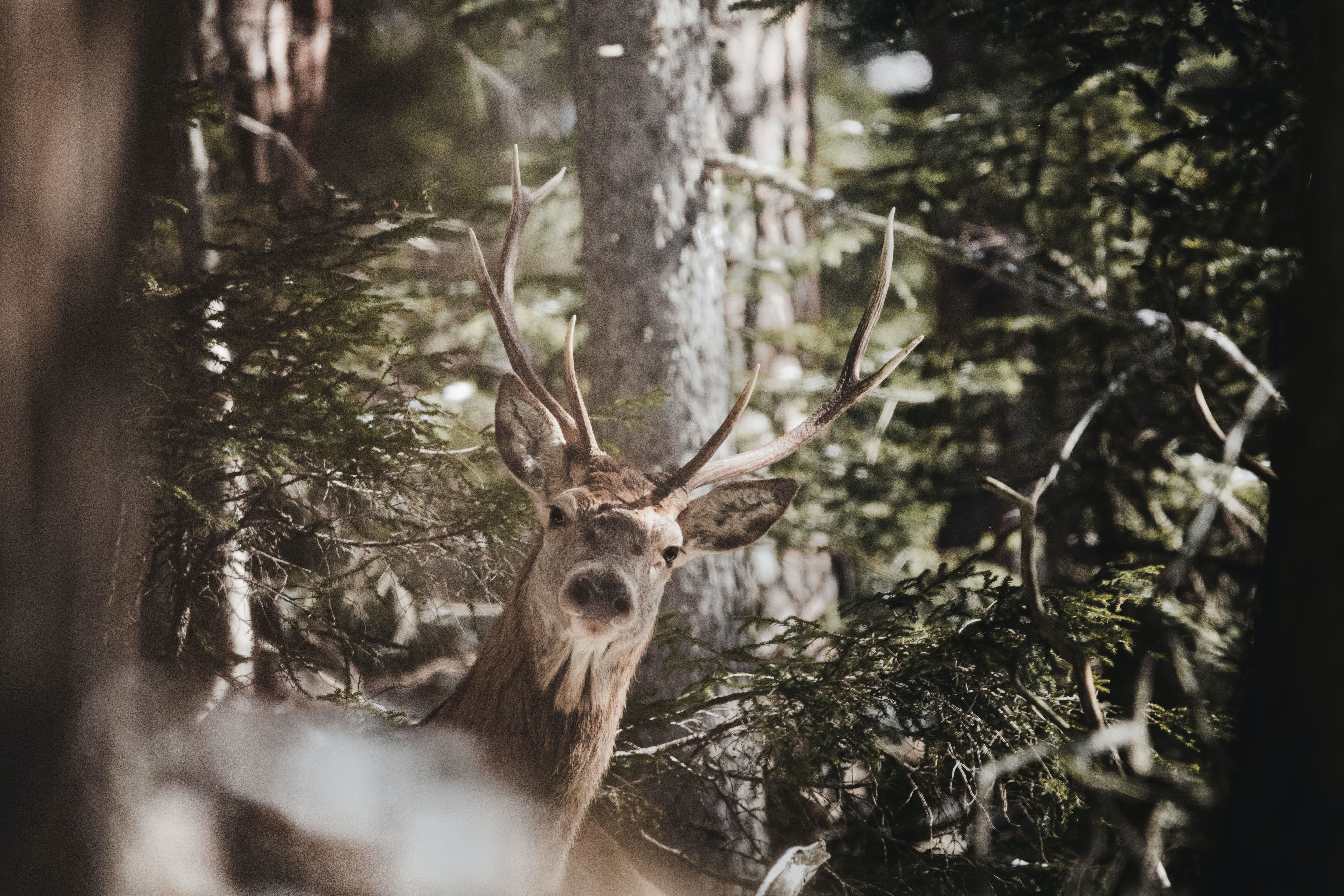 A deer with large antlers looks out from the forest. - Deer