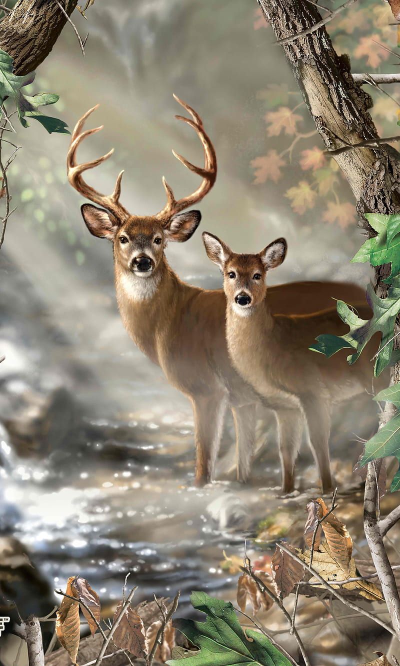 Buck And Doe, animals, camo, deer, hunting, outdoors, stream, HD phone wallpaper
