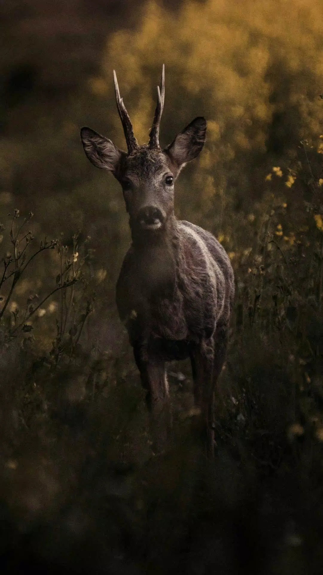 Deer Wallpaper APK for Android Download
