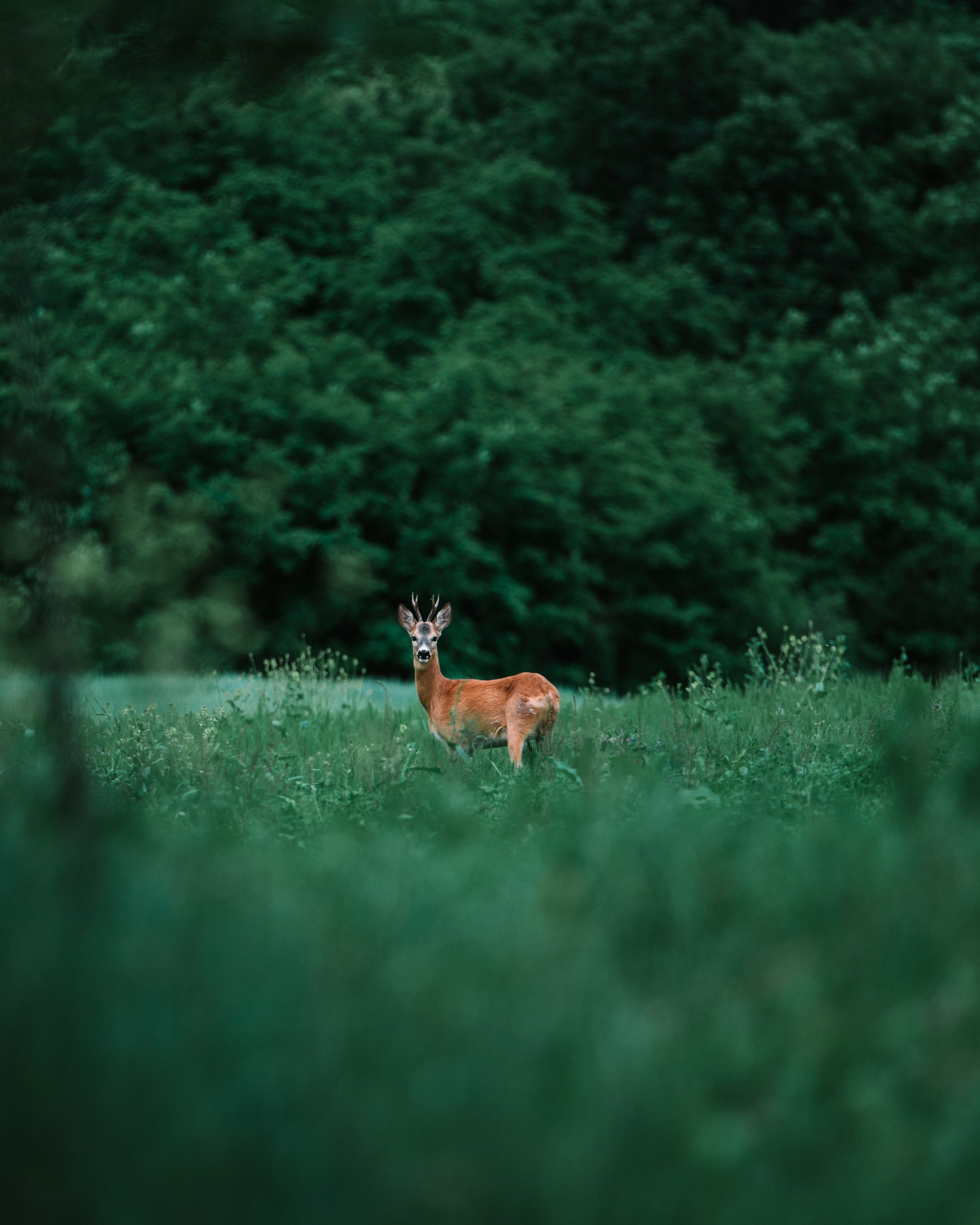 A deer standing in a grassy field - Deer