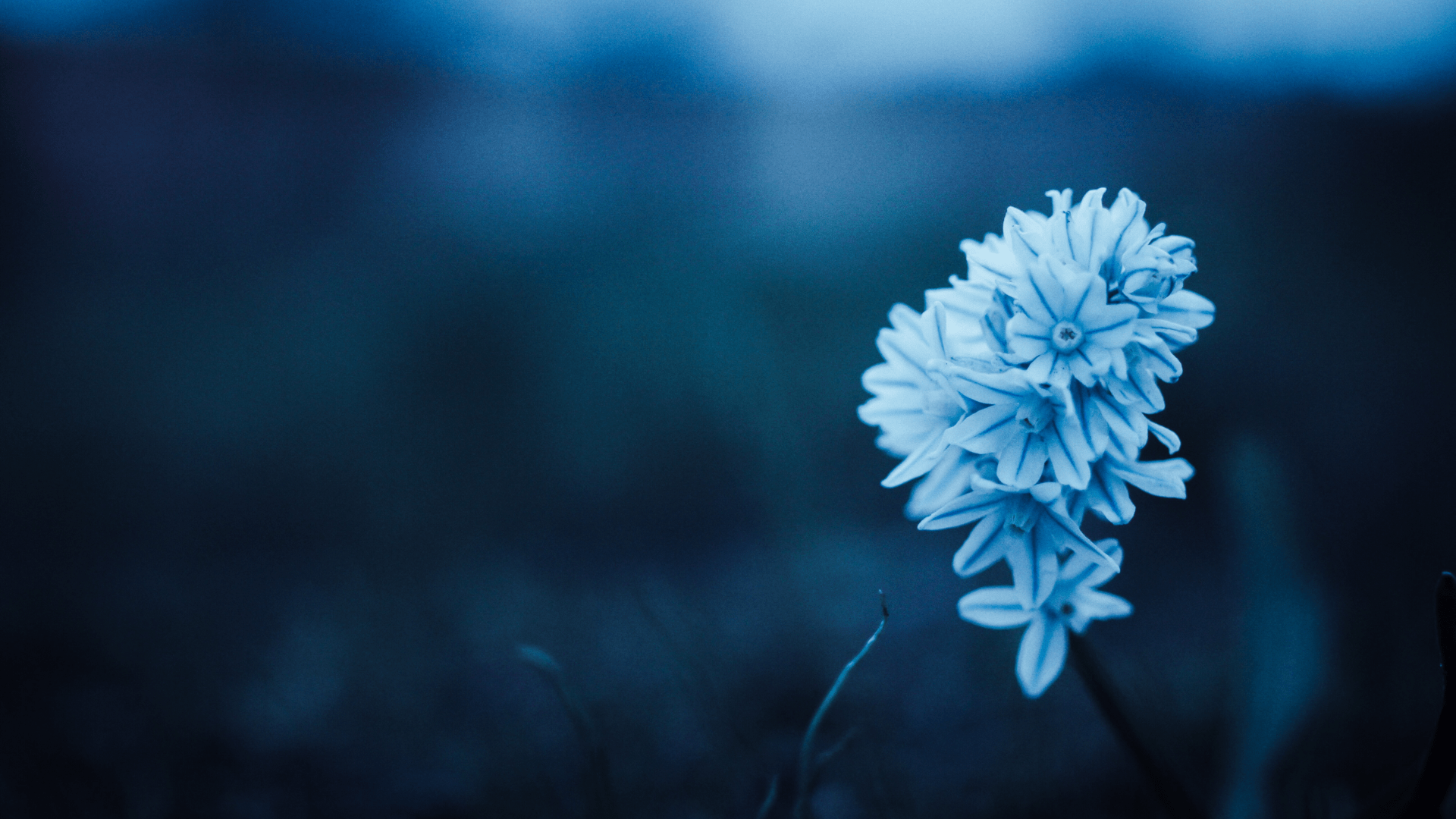 A close up of a blue flower in a field - Dark blue, navy blue