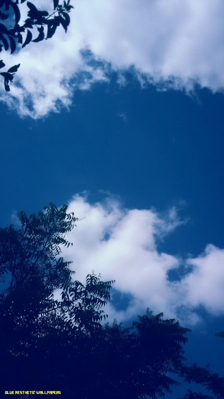 A blue sky with white clouds and tree leaves - Dark blue