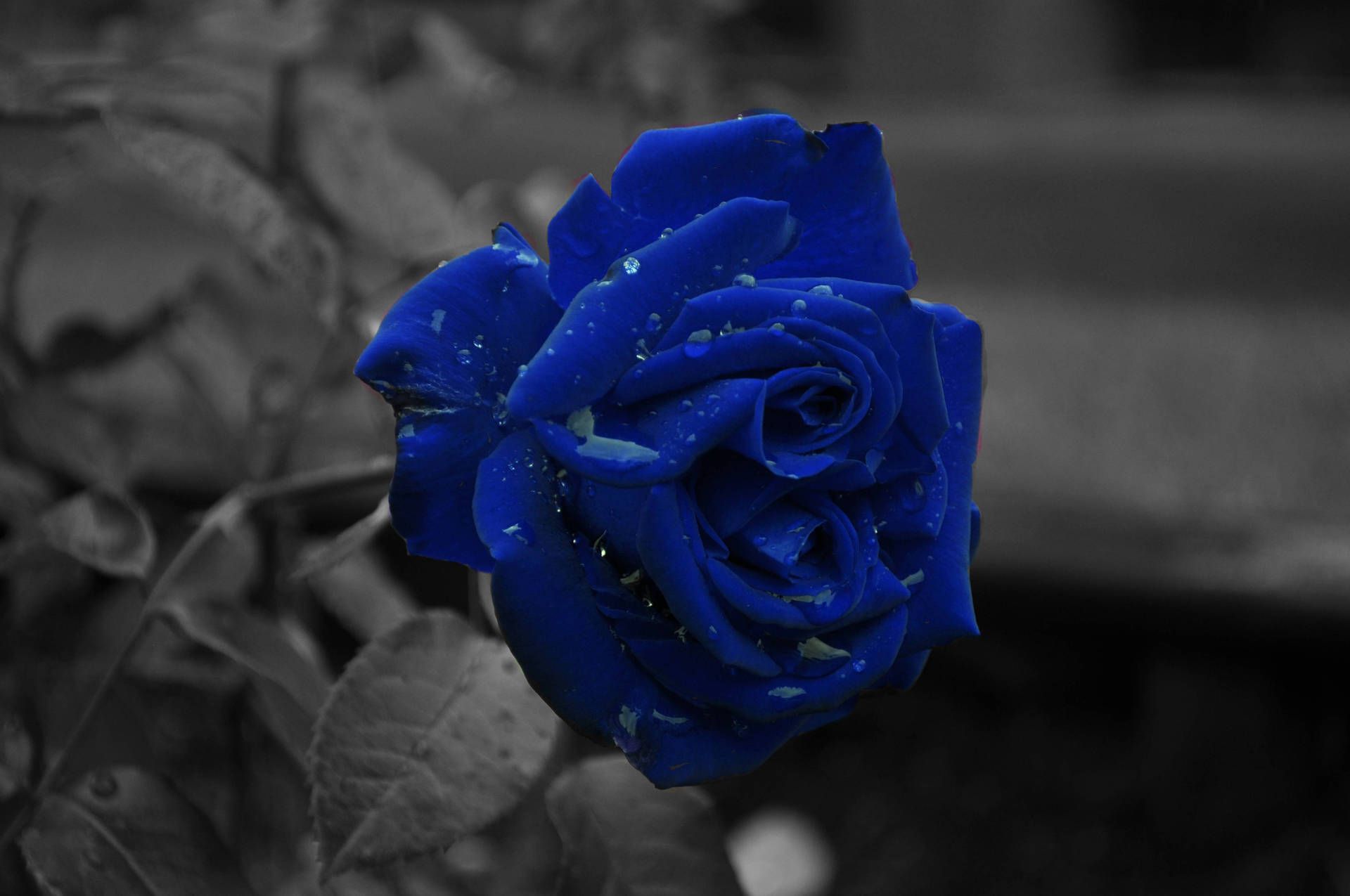 A blue rose in black and white - Dark blue