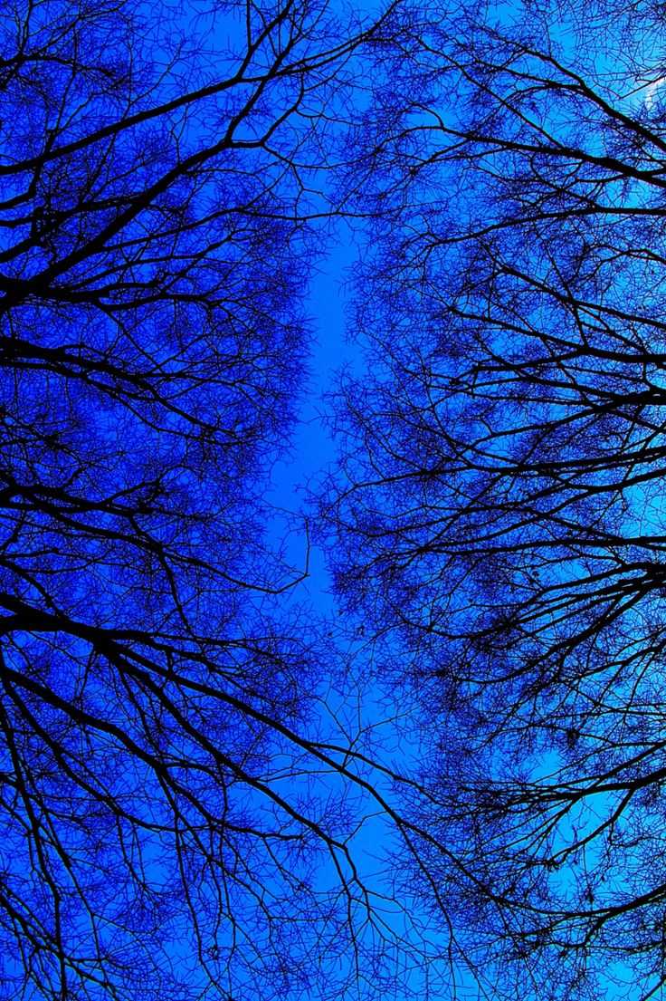 A blue sky with tree branches - Dark blue