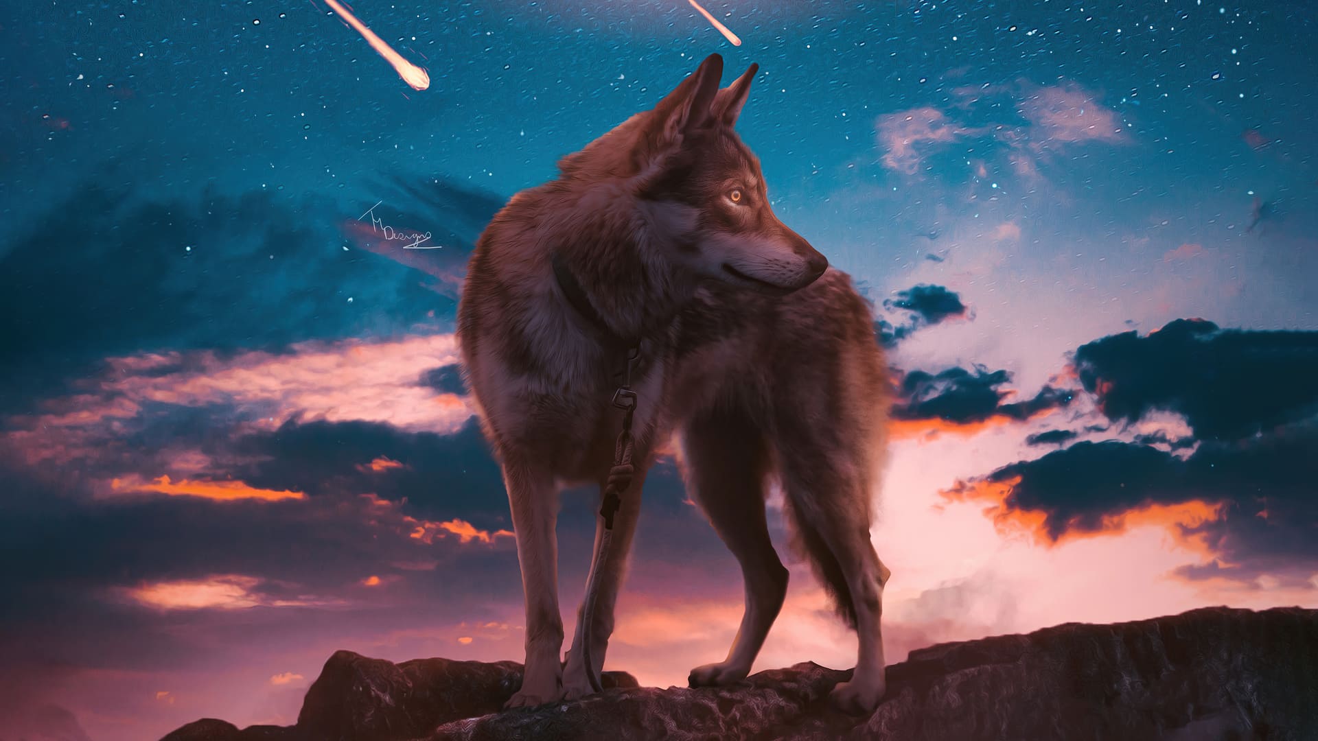 A wolf standing on a mountain top looking at the stars - Wolf