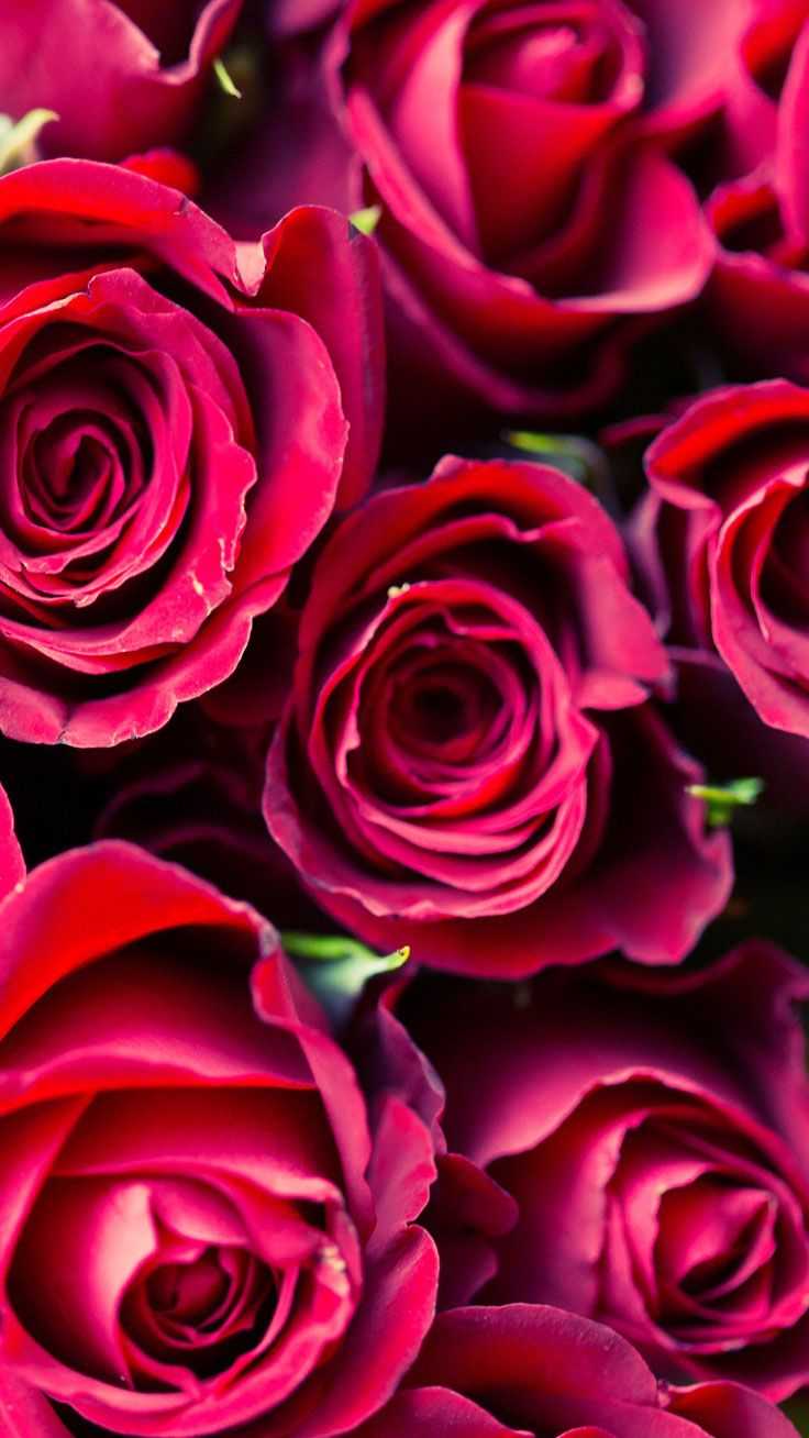 A close up of some red roses - Valentine's Day
