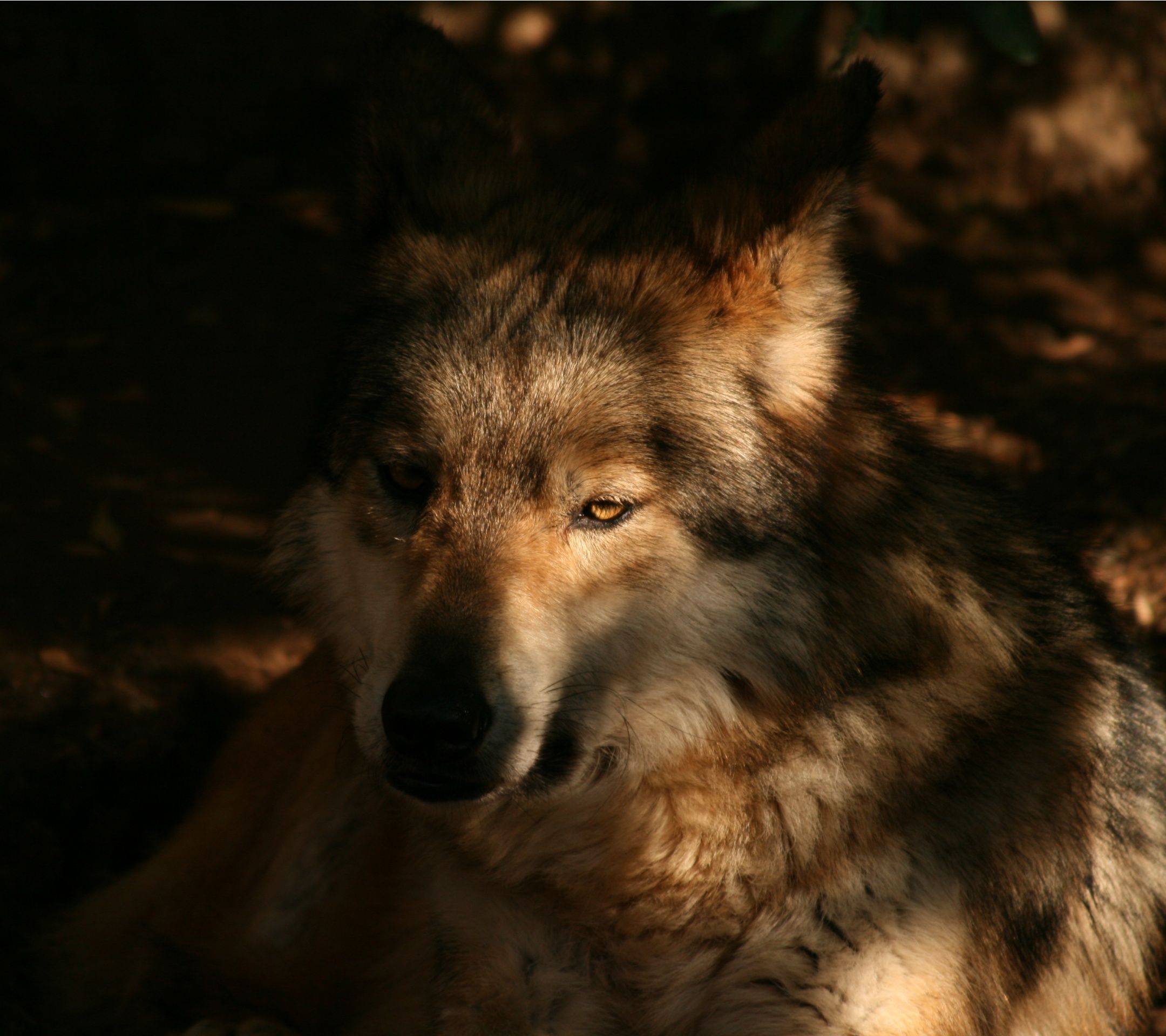 A lone wolf laying in the sun. - Wolf