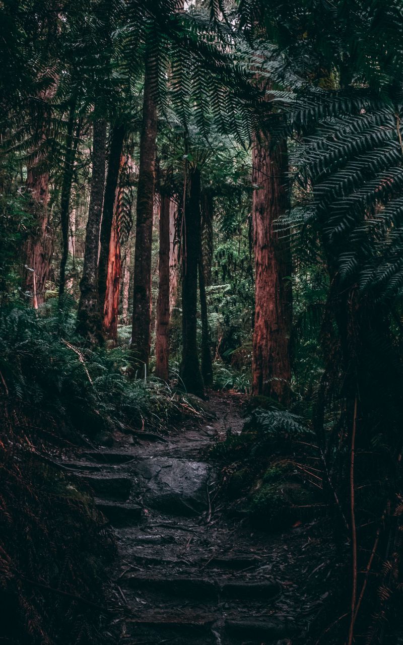 A path in the forest surrounded by trees - Jungle