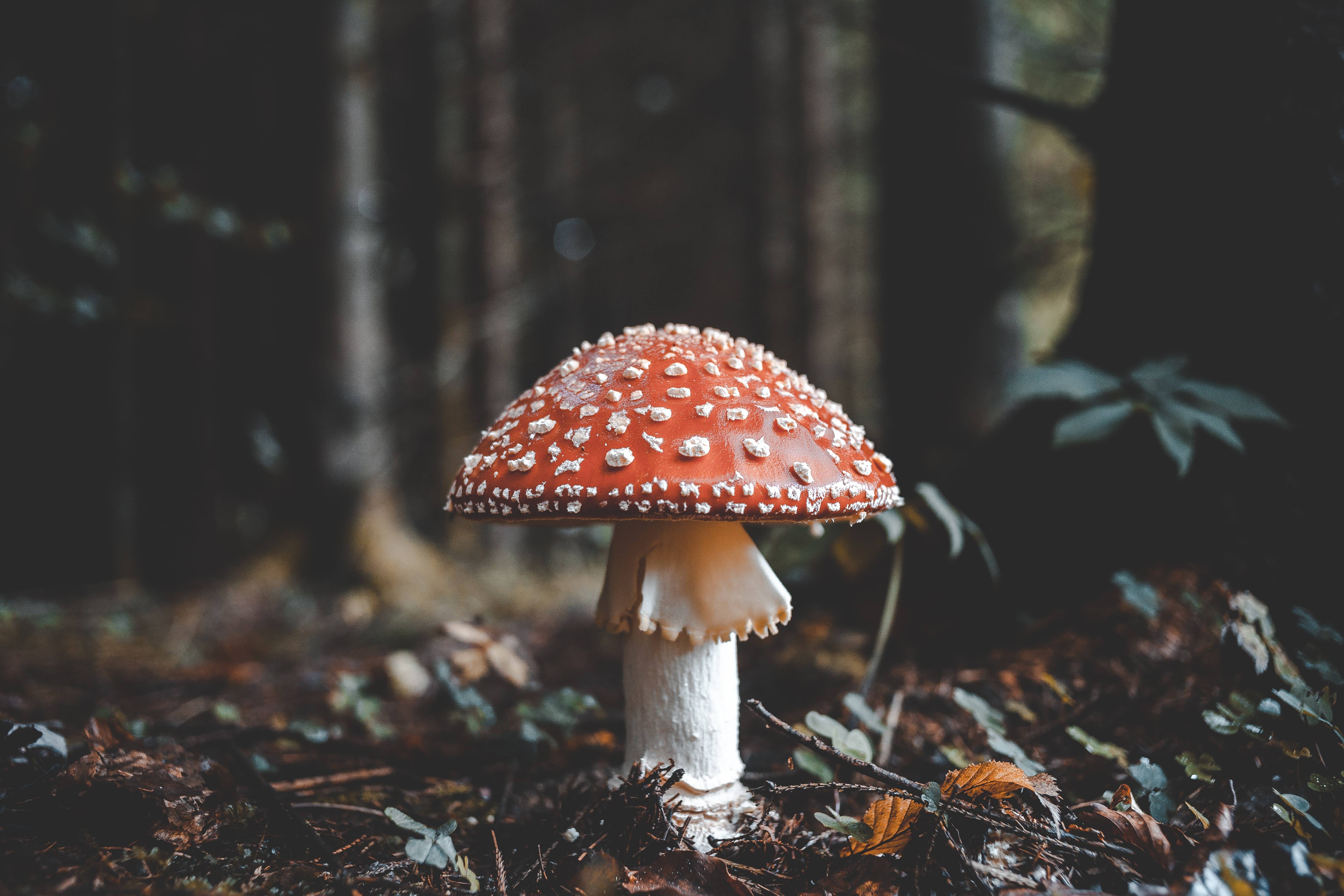 A red and white mushroom with a white stem - Goblincore