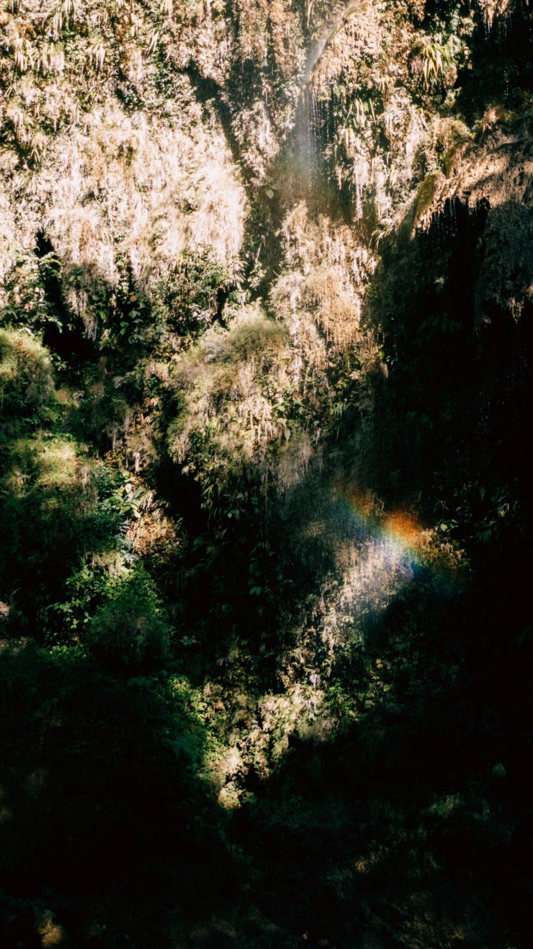 A rainbow shines in the distance in a lush forest. - Jungle