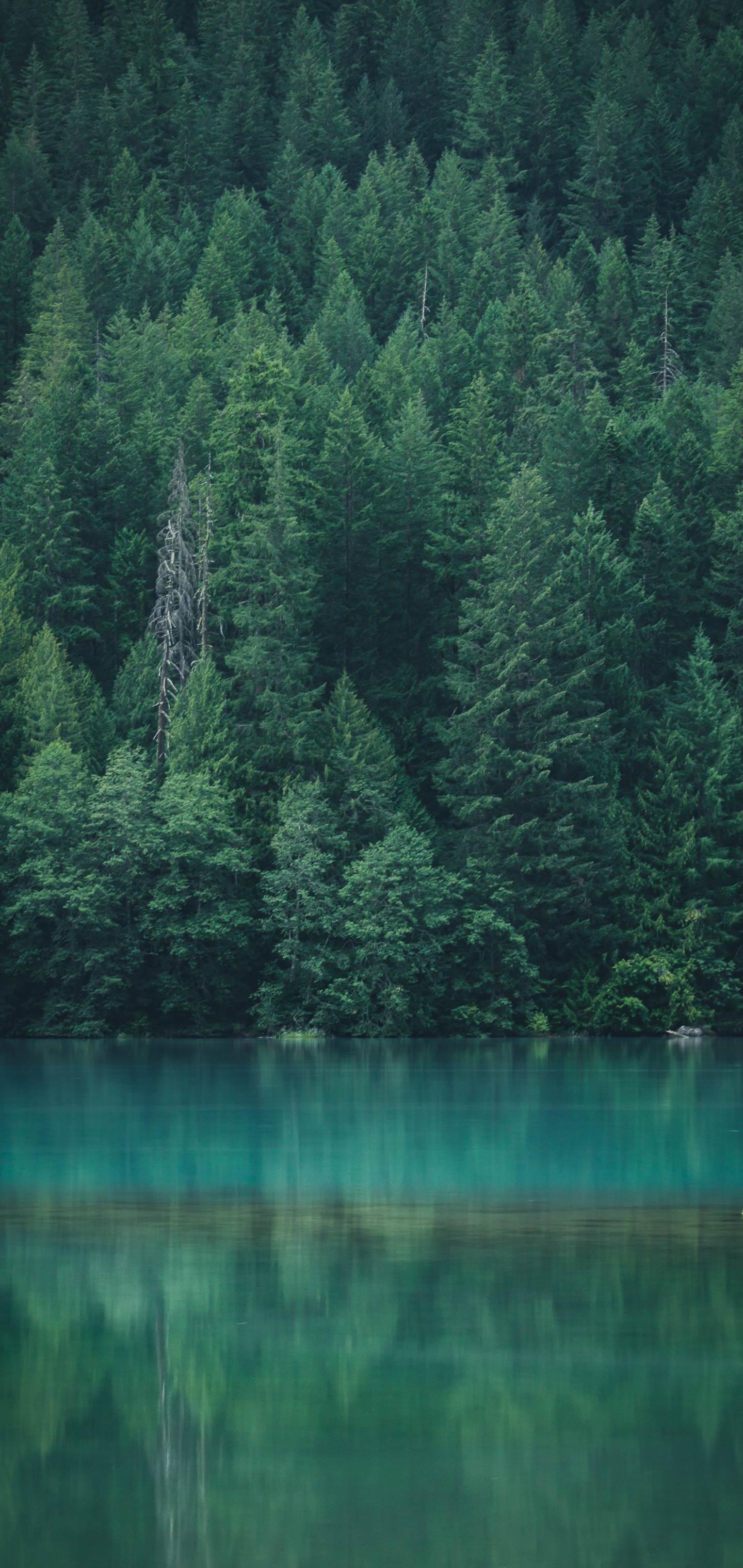 A forest of green trees with a lake in the foreground. - Jungle