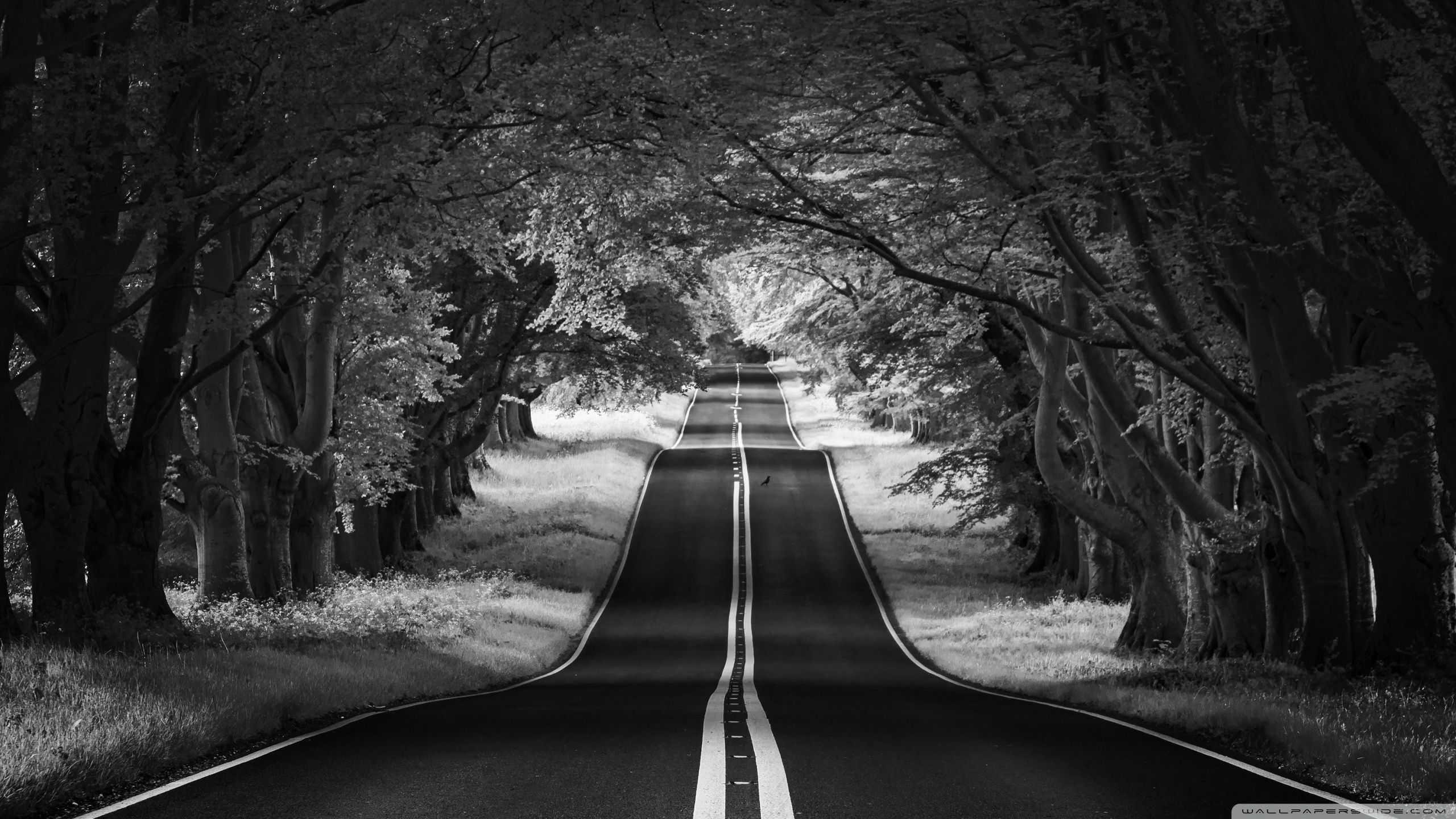 Road Landscape, Aesthetic, Black and White Ultra HD Desktop Background Wallpaper for 4K UHD TV : Widescreen & UltraWide Desktop & Laptop : Tablet