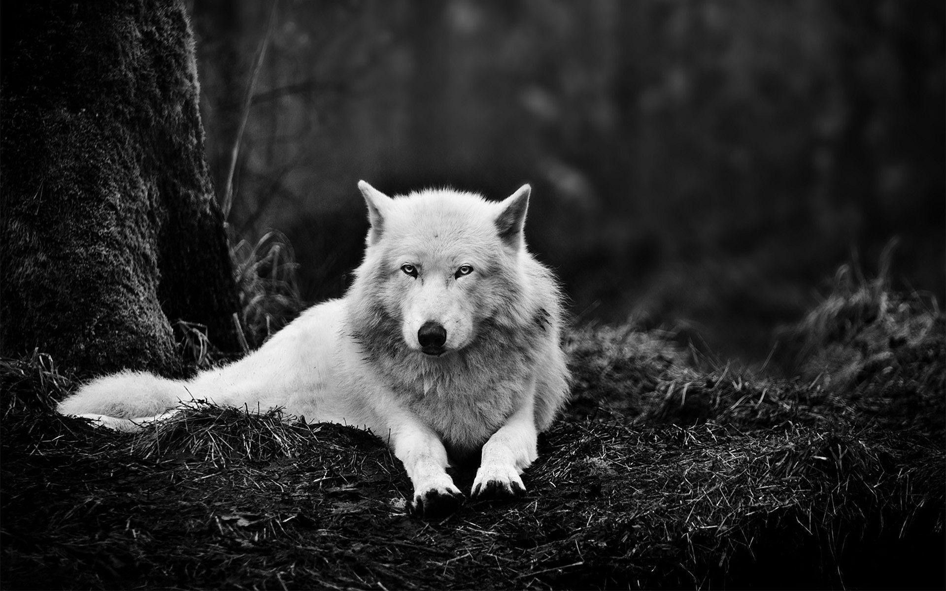 A black and white photo of an animal - Wolf