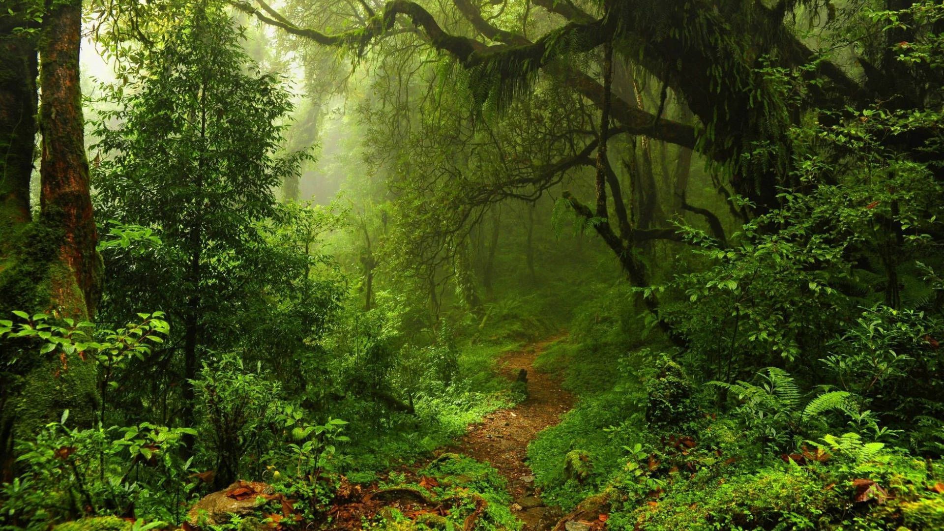 Download Green Jungle Pathway Wallpaper