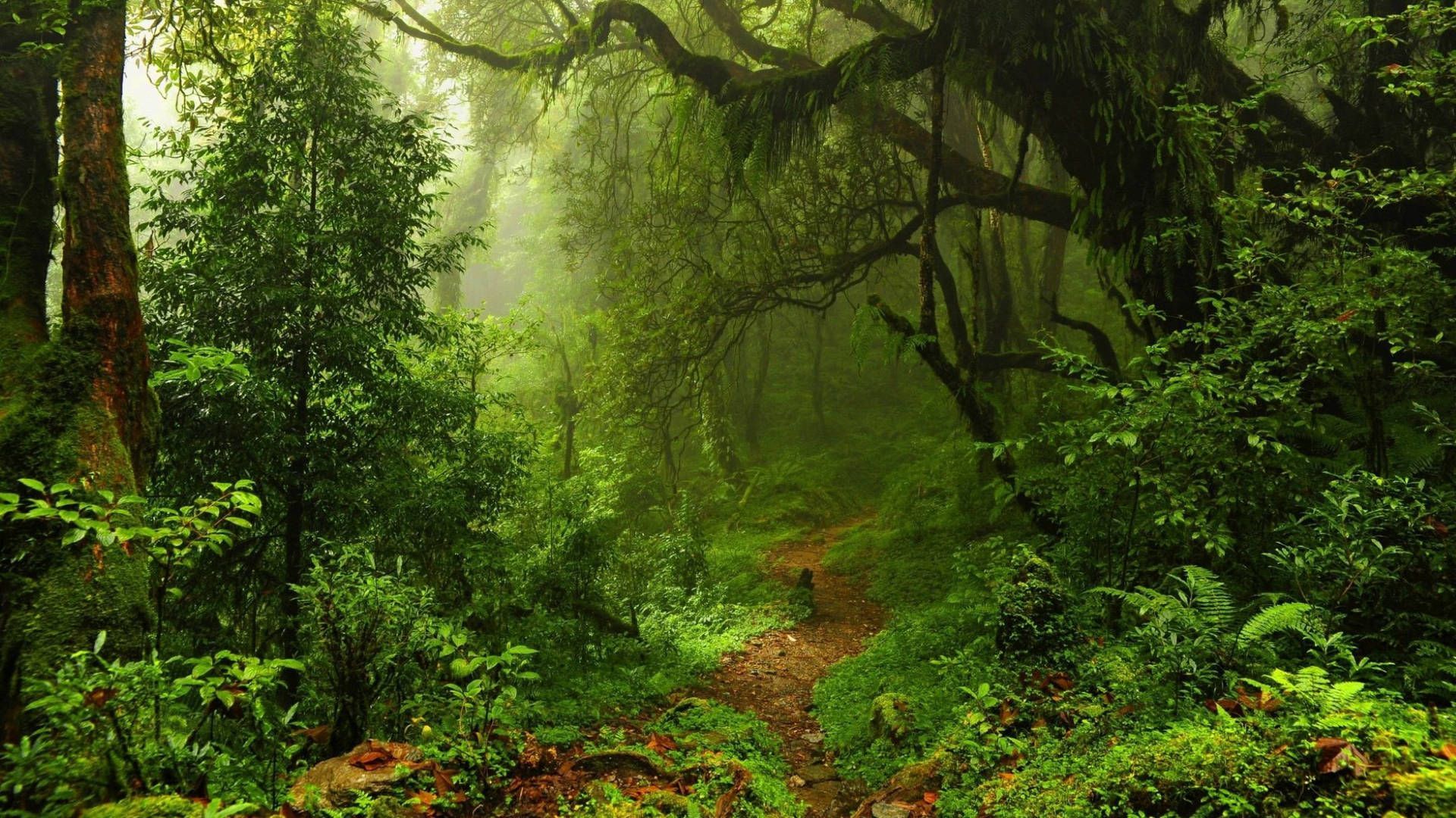 A path through the jungle - Jungle