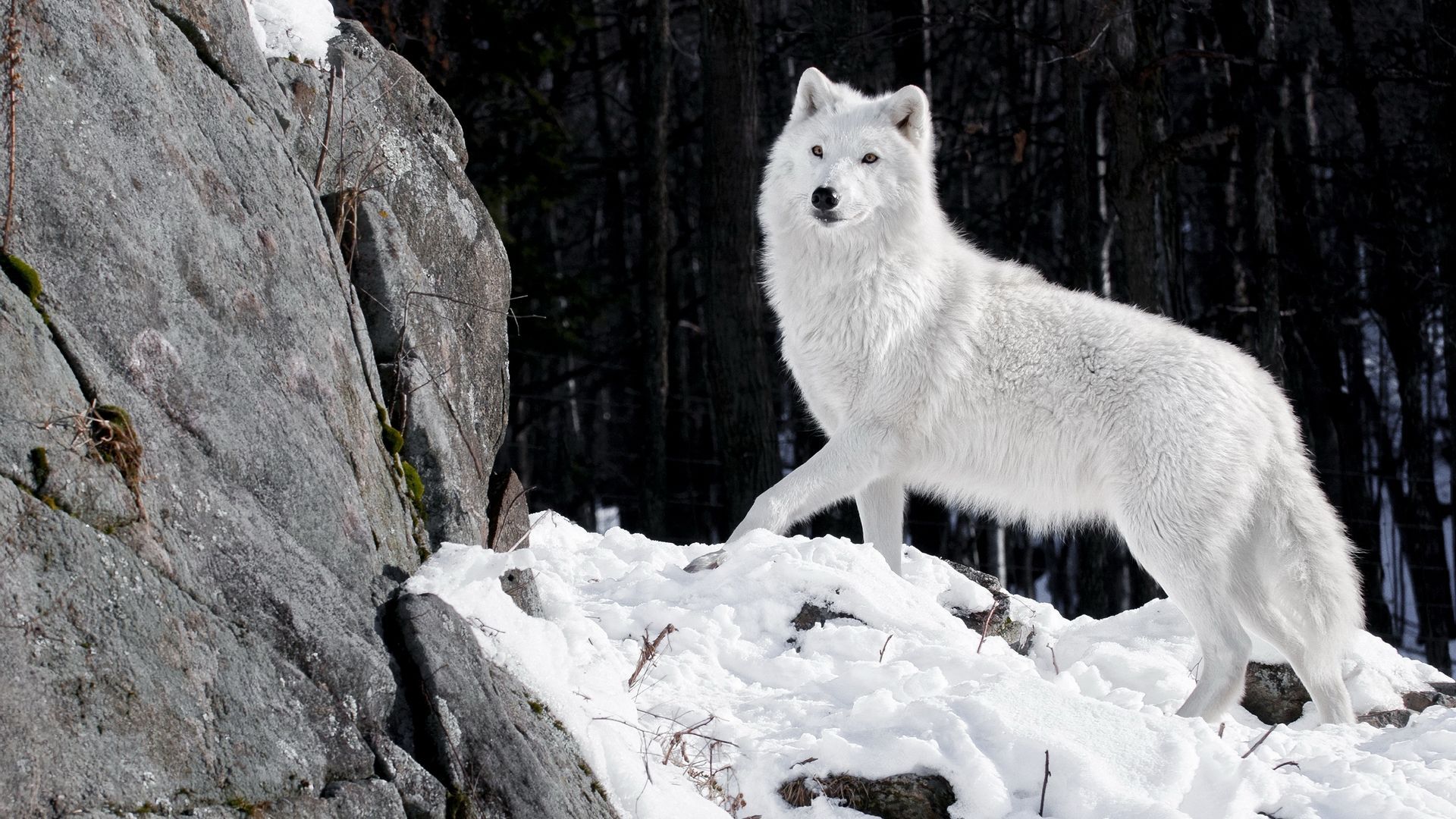 A white wolf standing on top of snow - Wolf