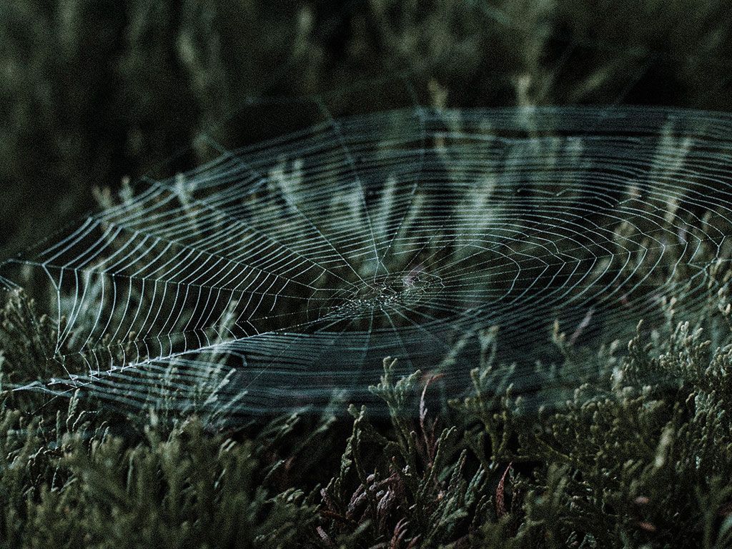 A spider's web sits on top of grass. - Goblincore