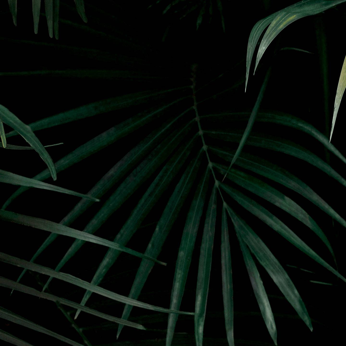 Download Jungle Palm Leaves Dark Aesthetic Wallpaper